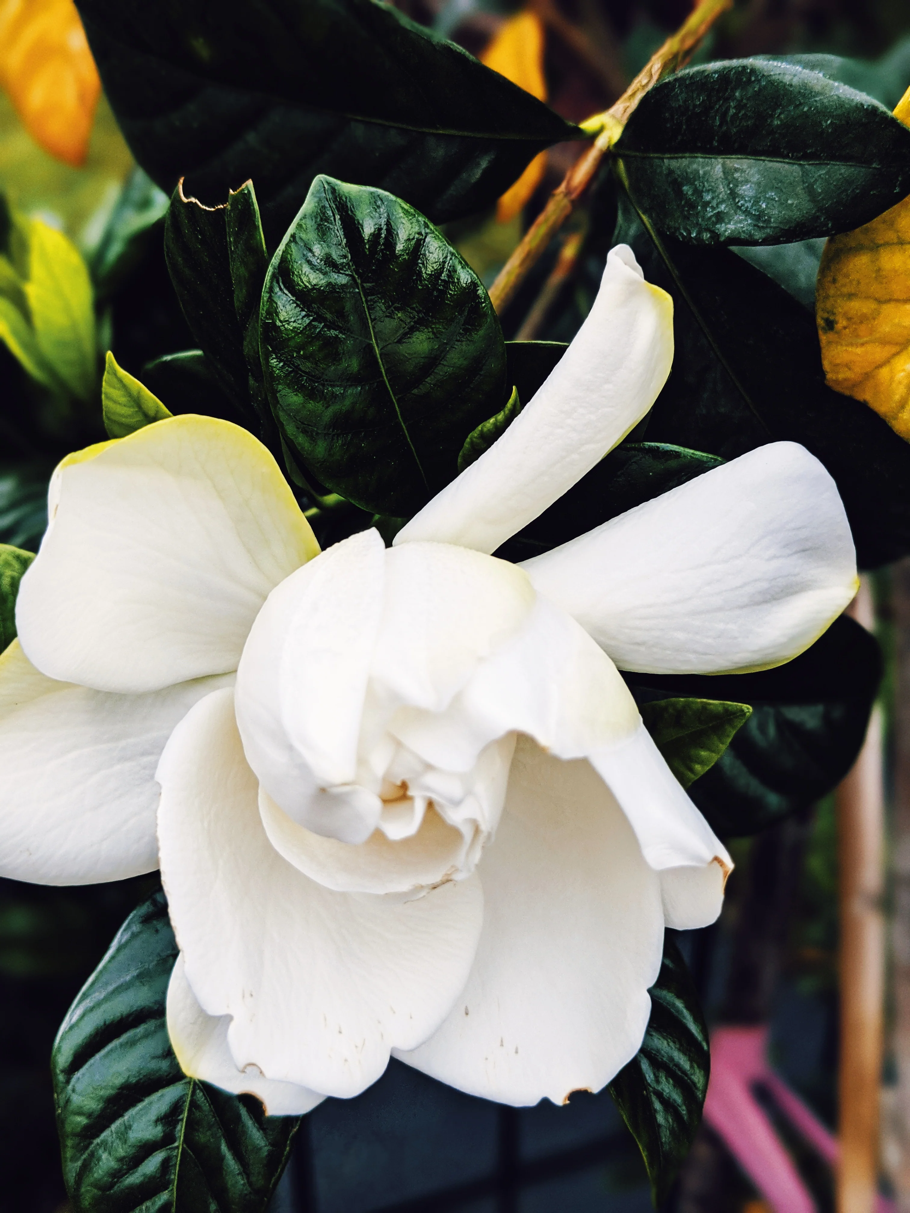 Gardenia and Aged Patchouli Enfleurage. - Image 13