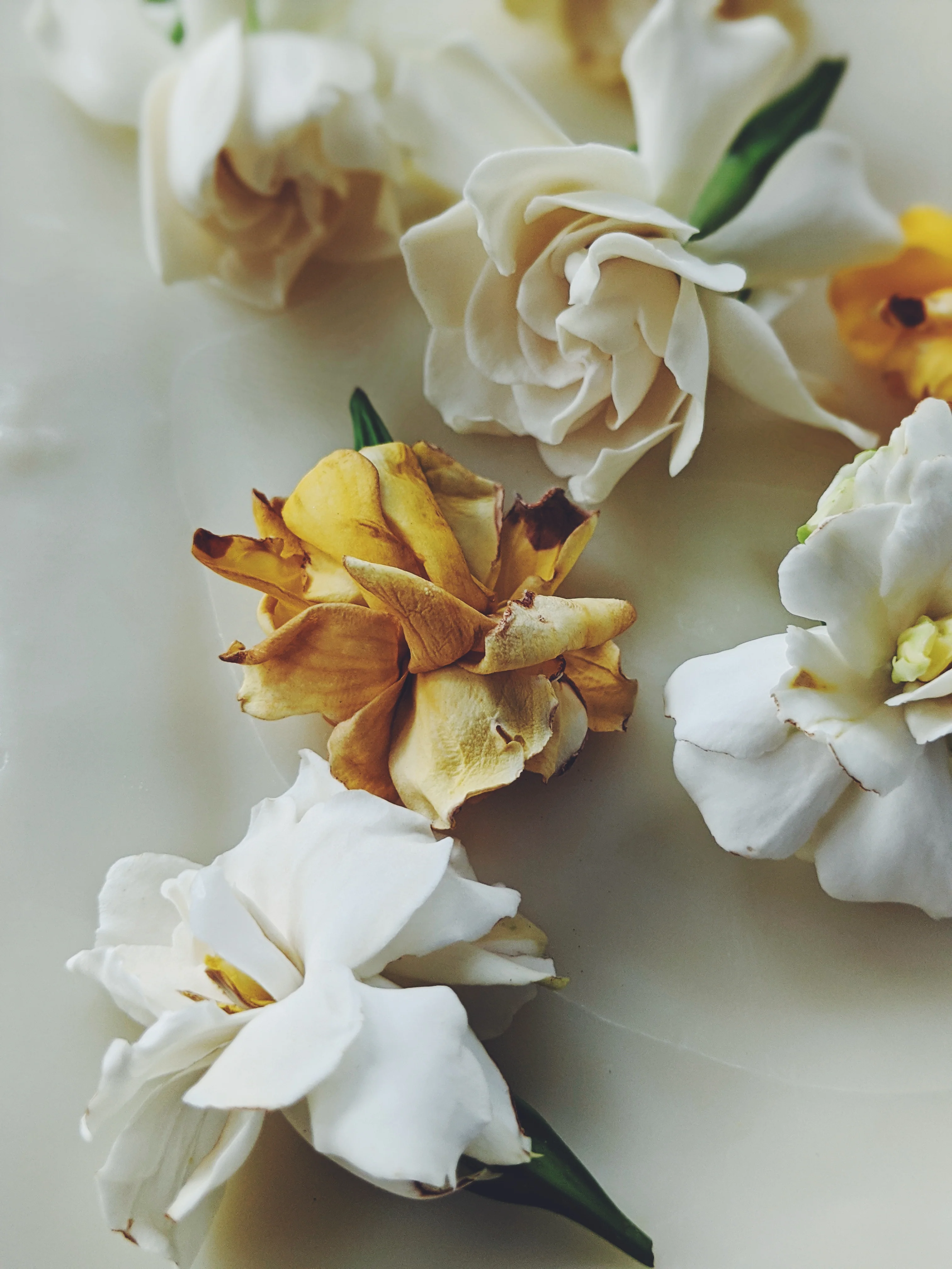 Gardenia and Aged Patchouli Enfleurage. - Image 14
