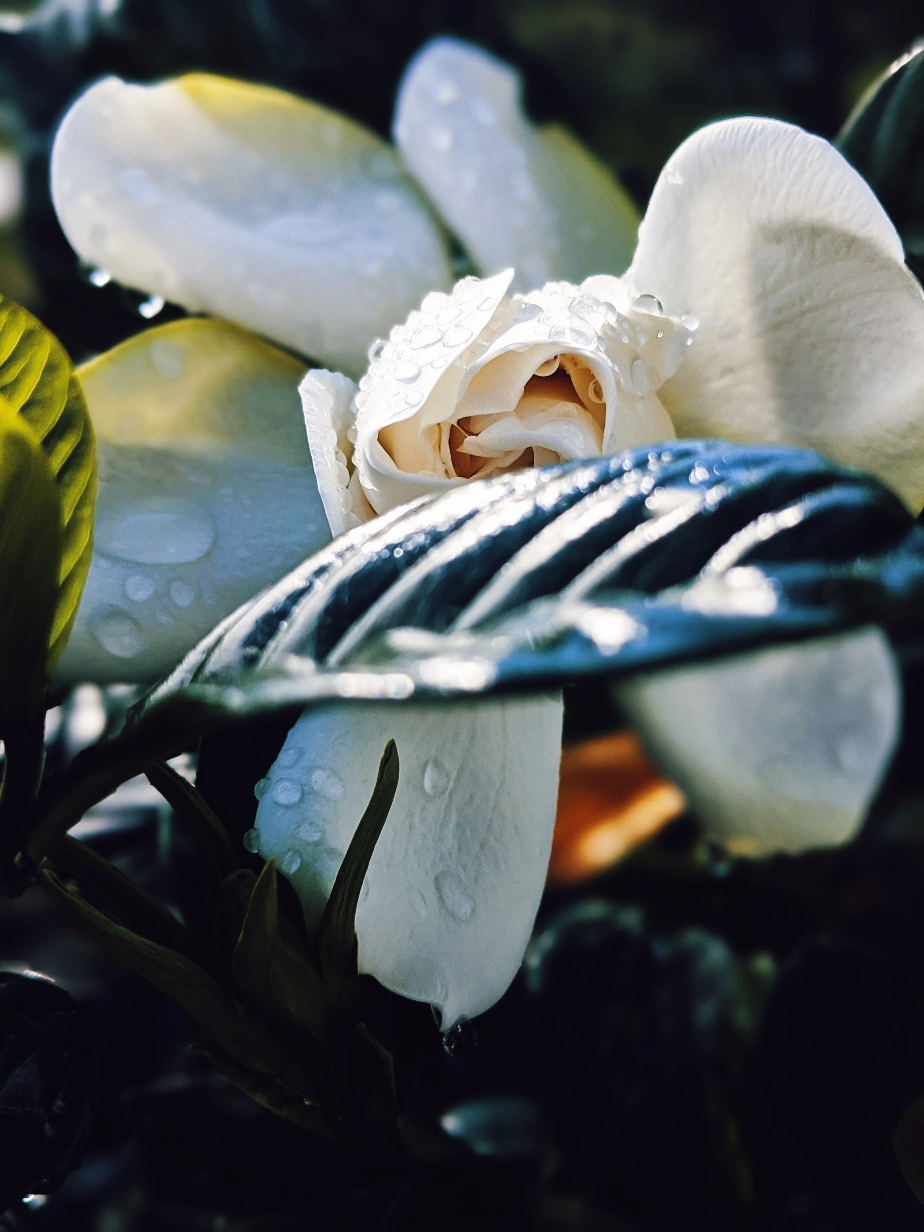 Gardenia and Aged Patchouli Enfleurage. - Image 7