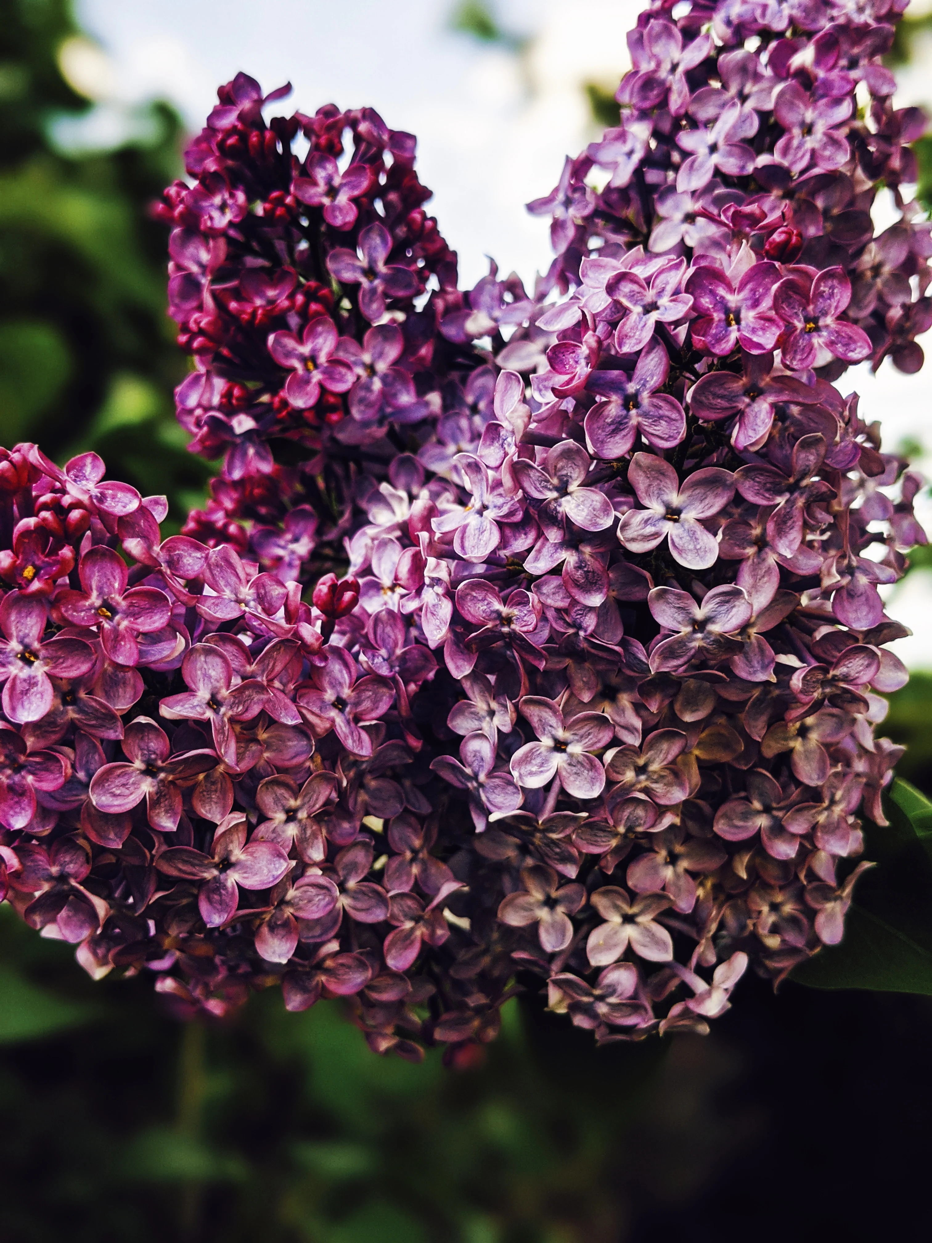 Allerleirauh. lilac enfleurage perfume with apricot, oakmoss, damask rose and white cedar. July 2023 - Image 27