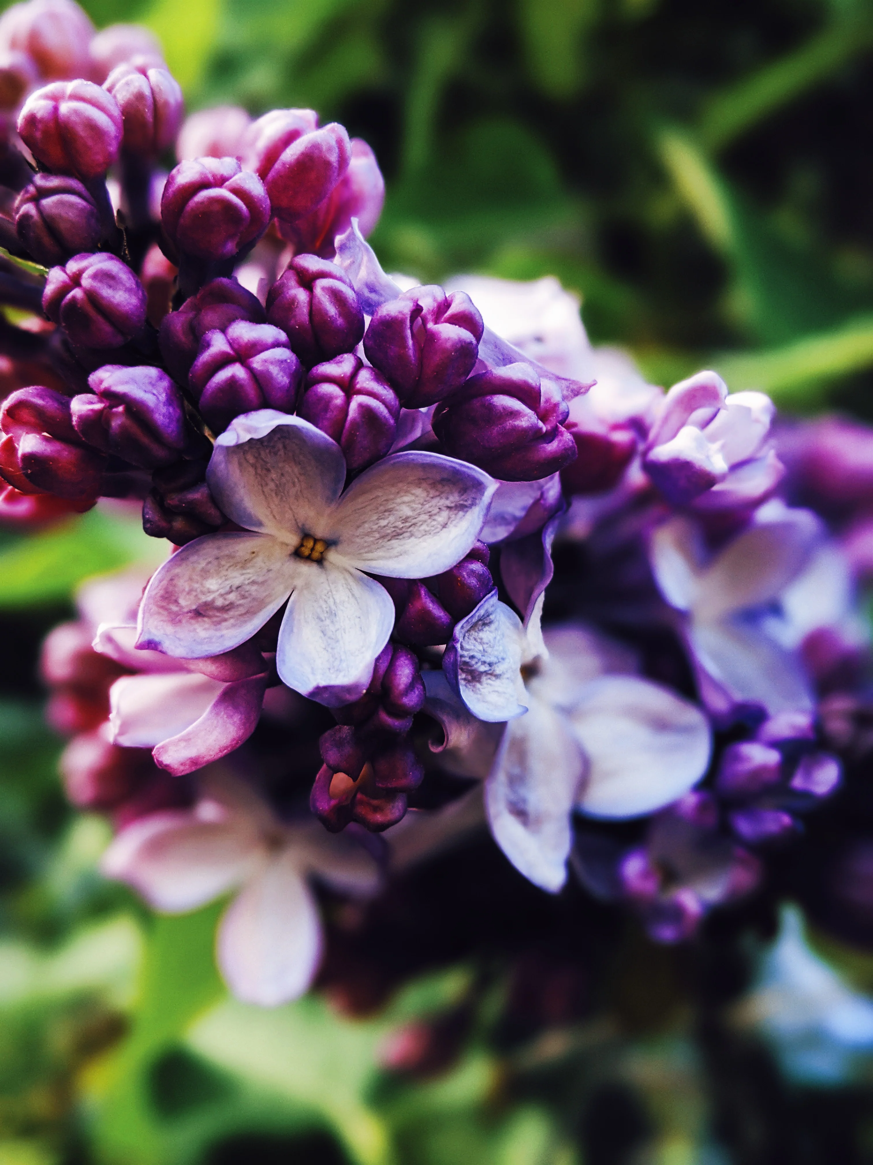 Allerleirauh. lilac enfleurage perfume with apricot, oakmoss, damask rose and white cedar. July 2023 - Image 40