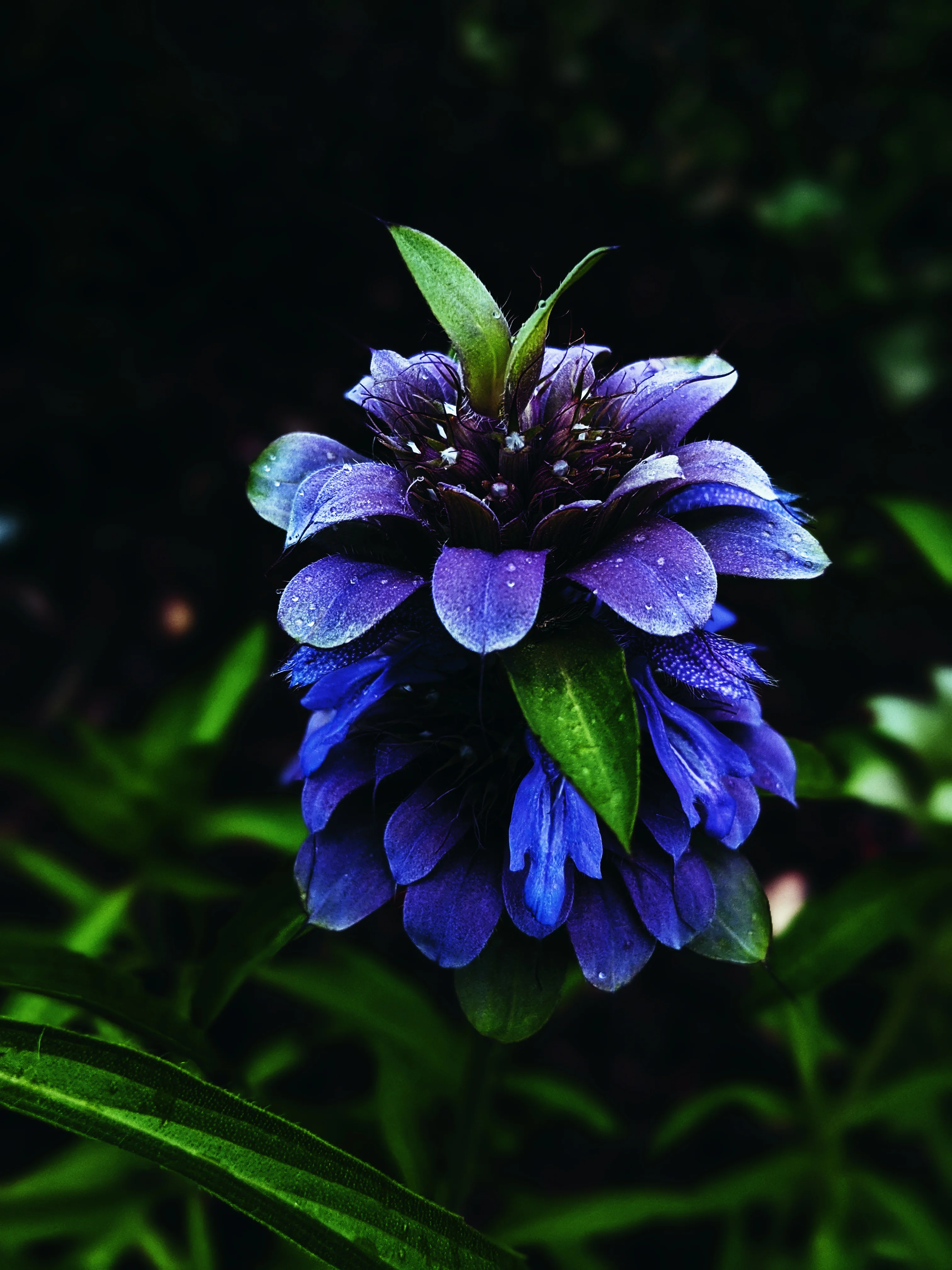 Amethyst. natural perfume. lavender, lilac and violet synaesthesia. September 2024 - Image 3