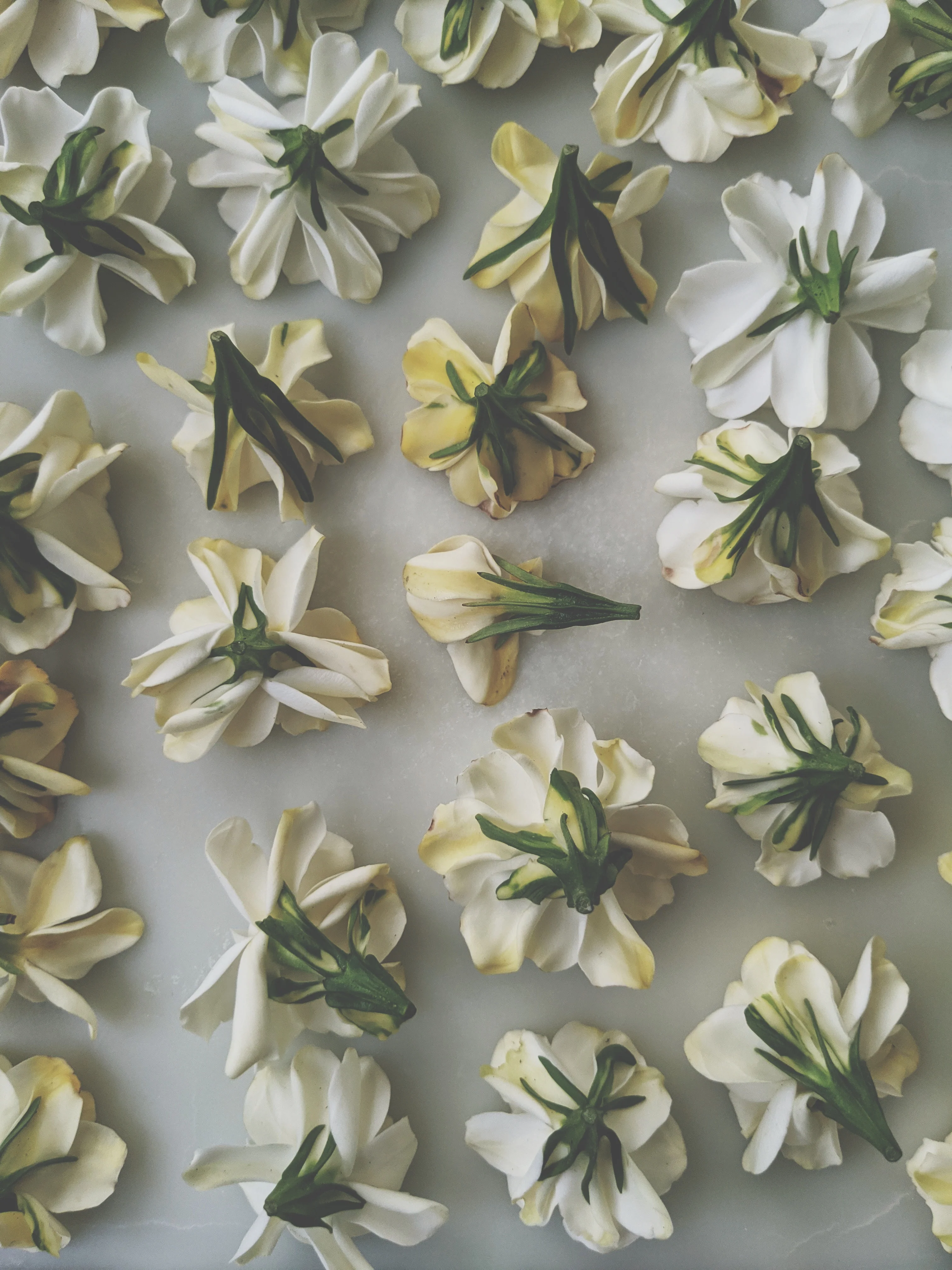 Gardenia and Australian Sandalwood Enfleurage - Image 4