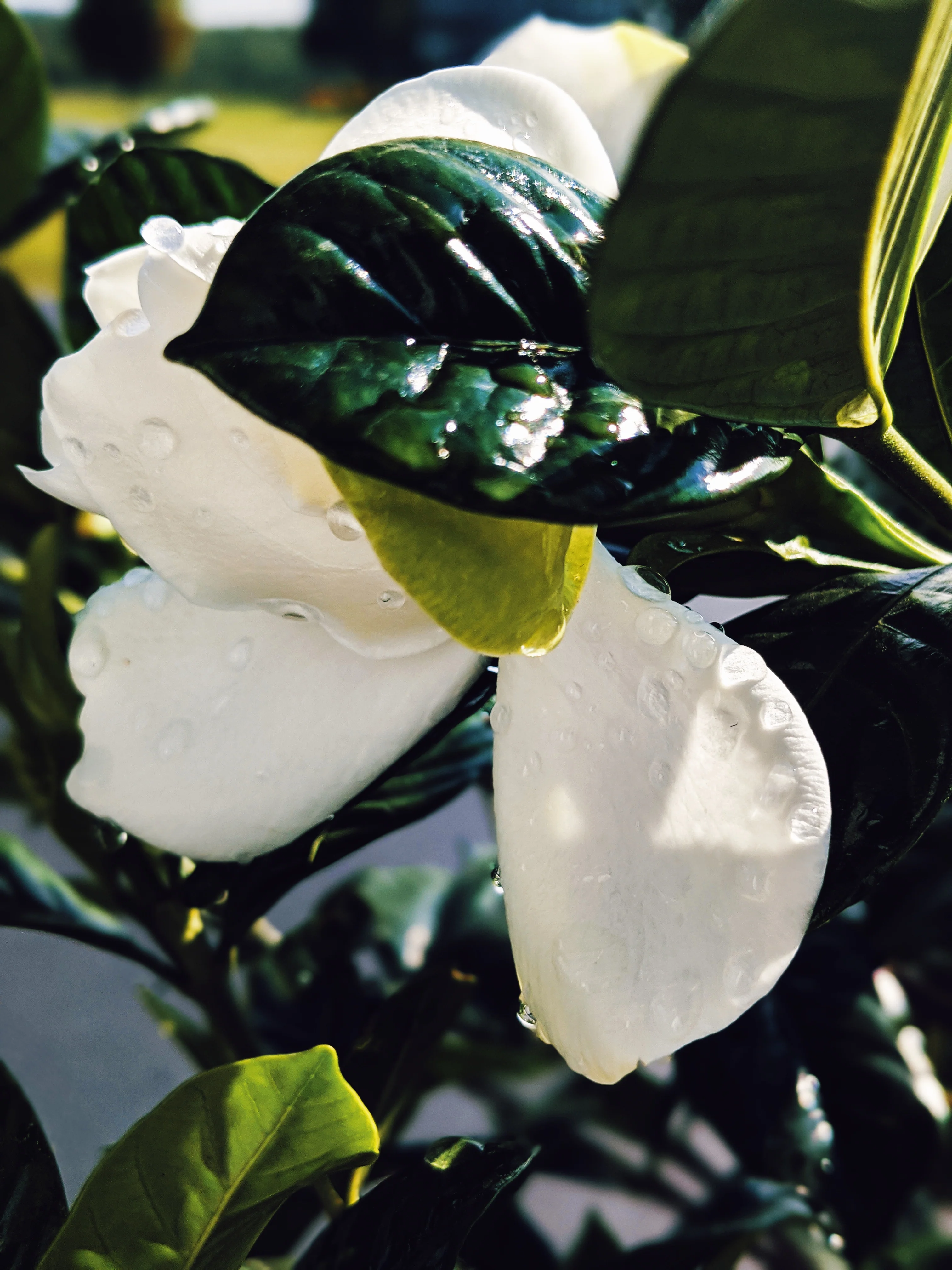 Black Sticky Rice. natural perfume. sweet-salty tropical scent. September 2019 - Image 8