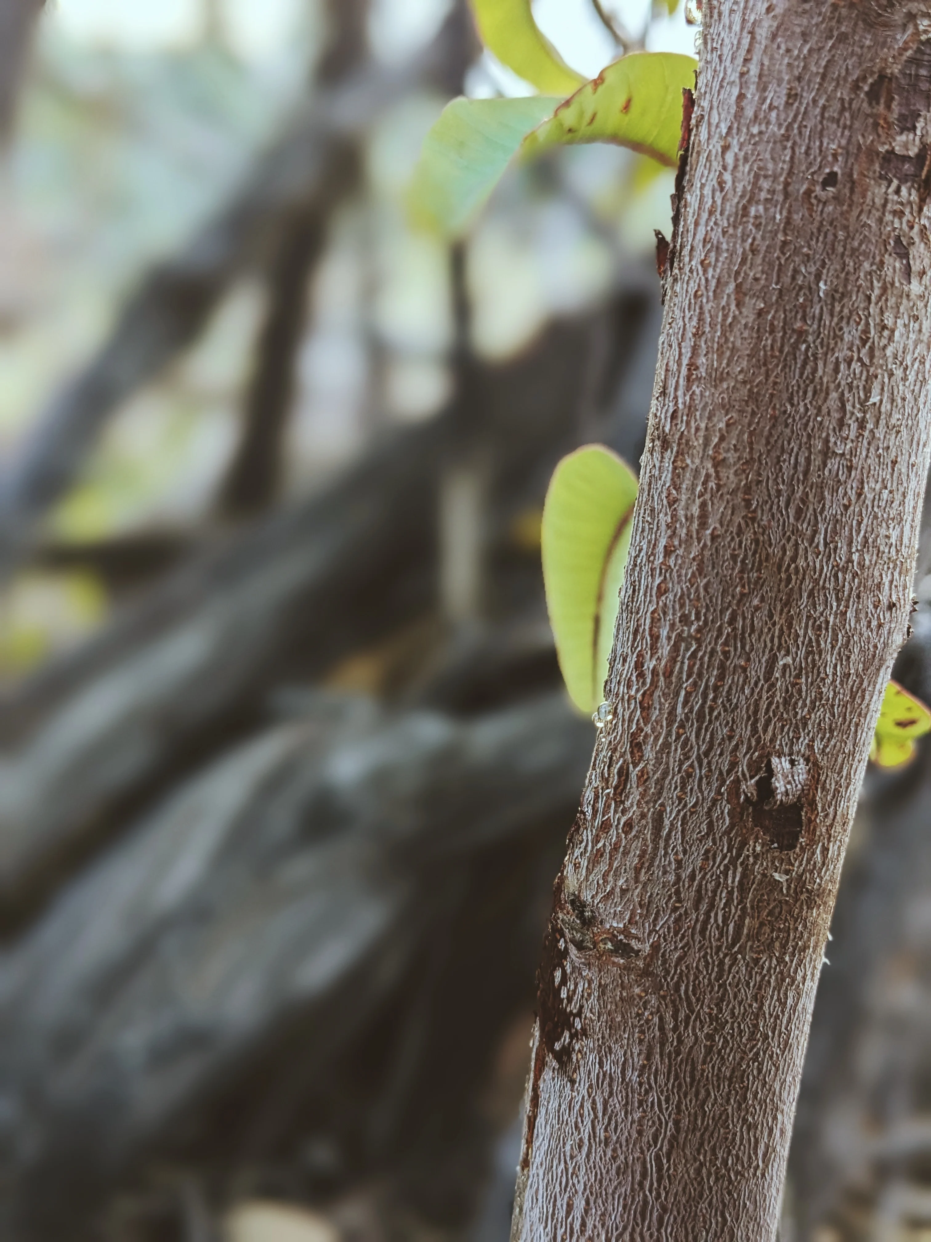 Limited Edition Crystal Chaparral Incense. Southern California Chaparral-Coastal Oak Woodlands Incense. Incense blend of wild De Luz botanicals. - Image 9