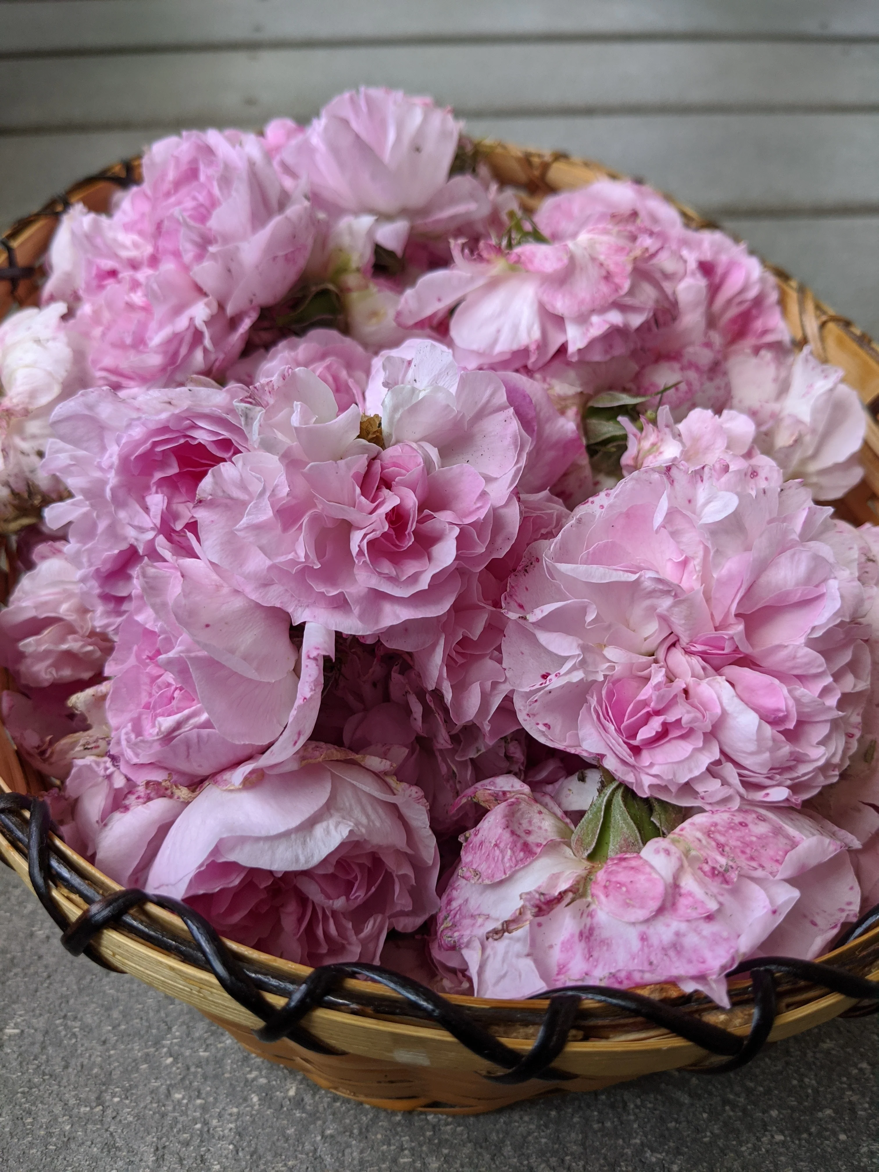 Damask Rose Enfleurage. - Image 21