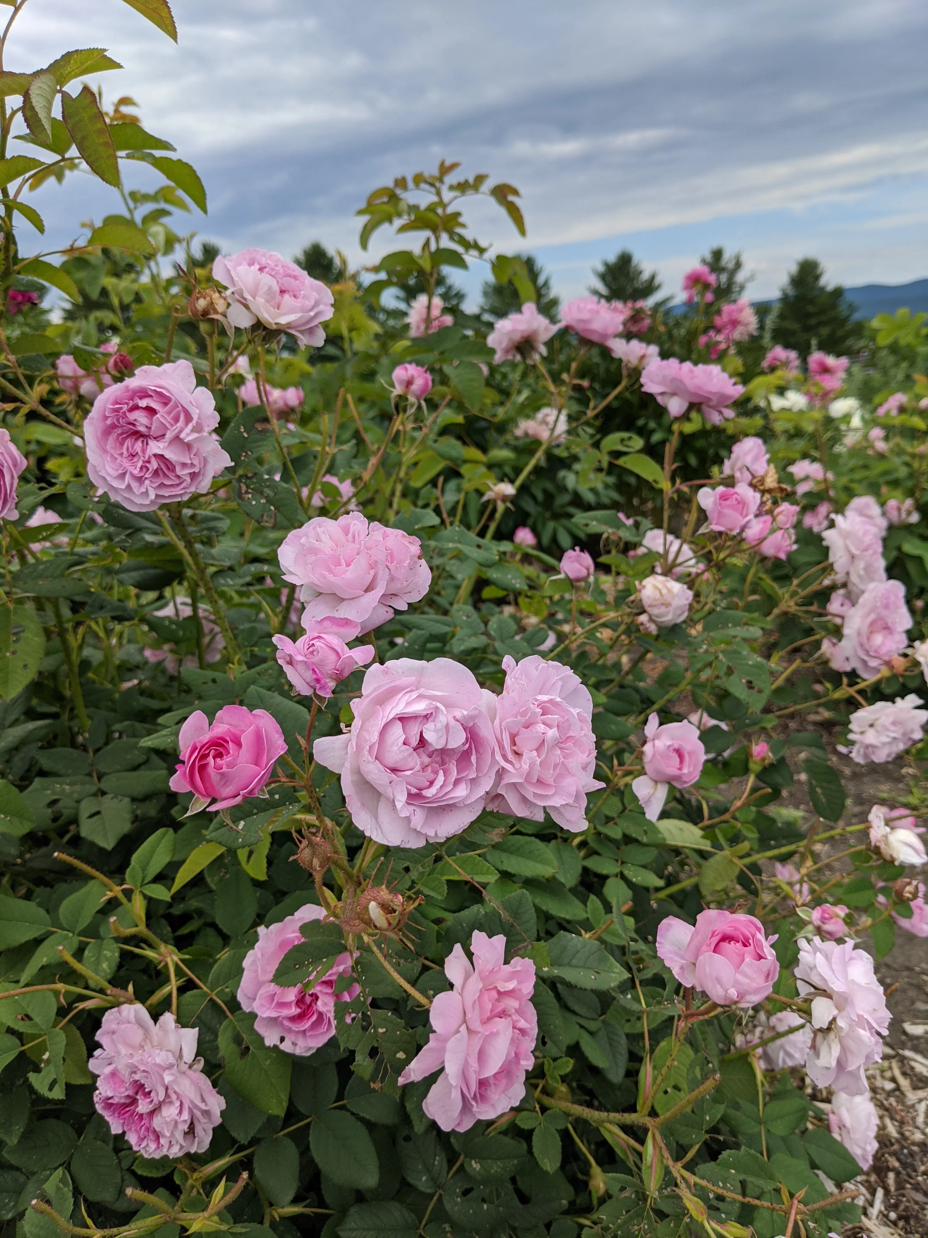 Damask Rose Enfleurage. - Image 37