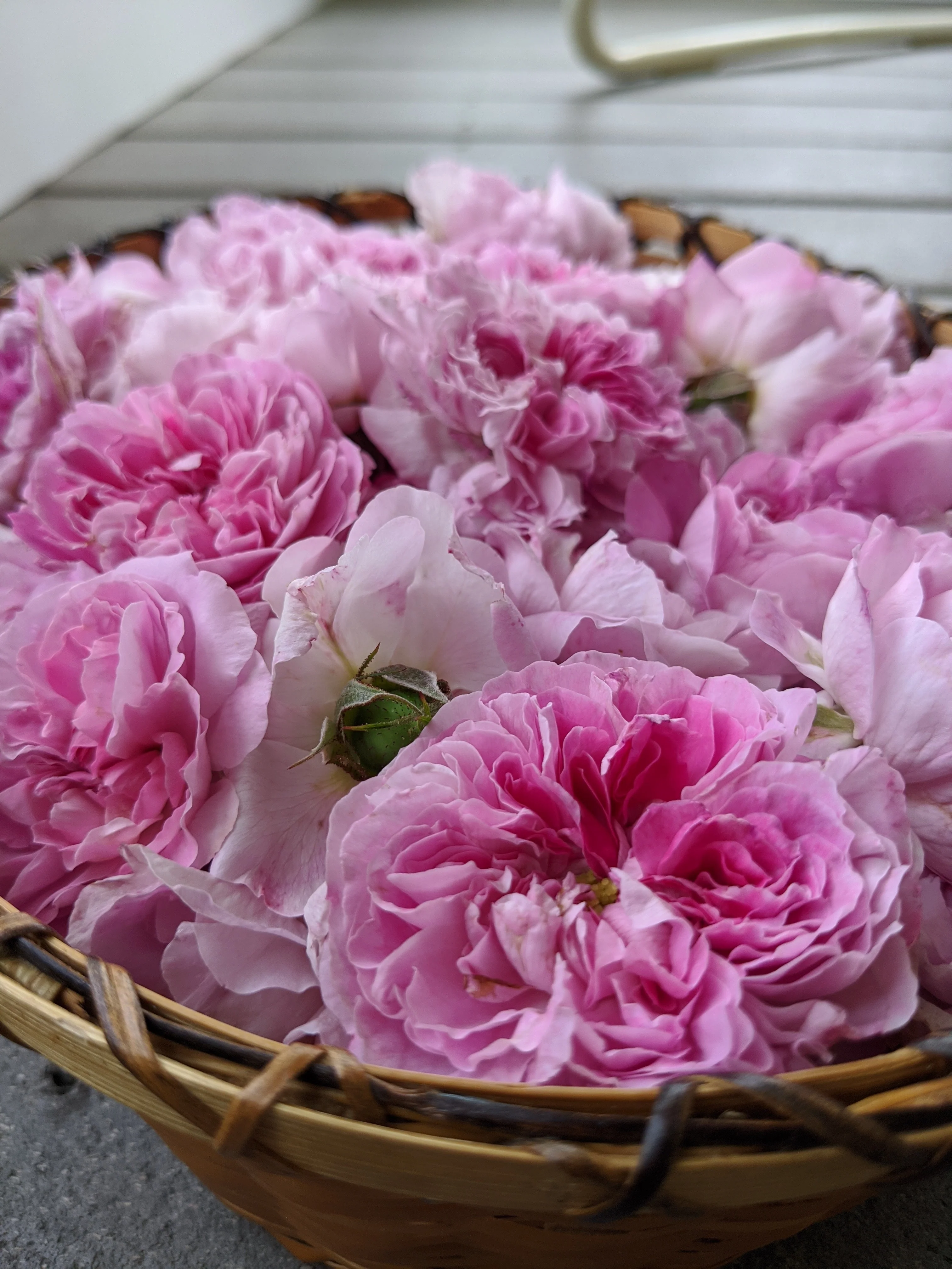 Damask Rose Enfleurage. - Image 97