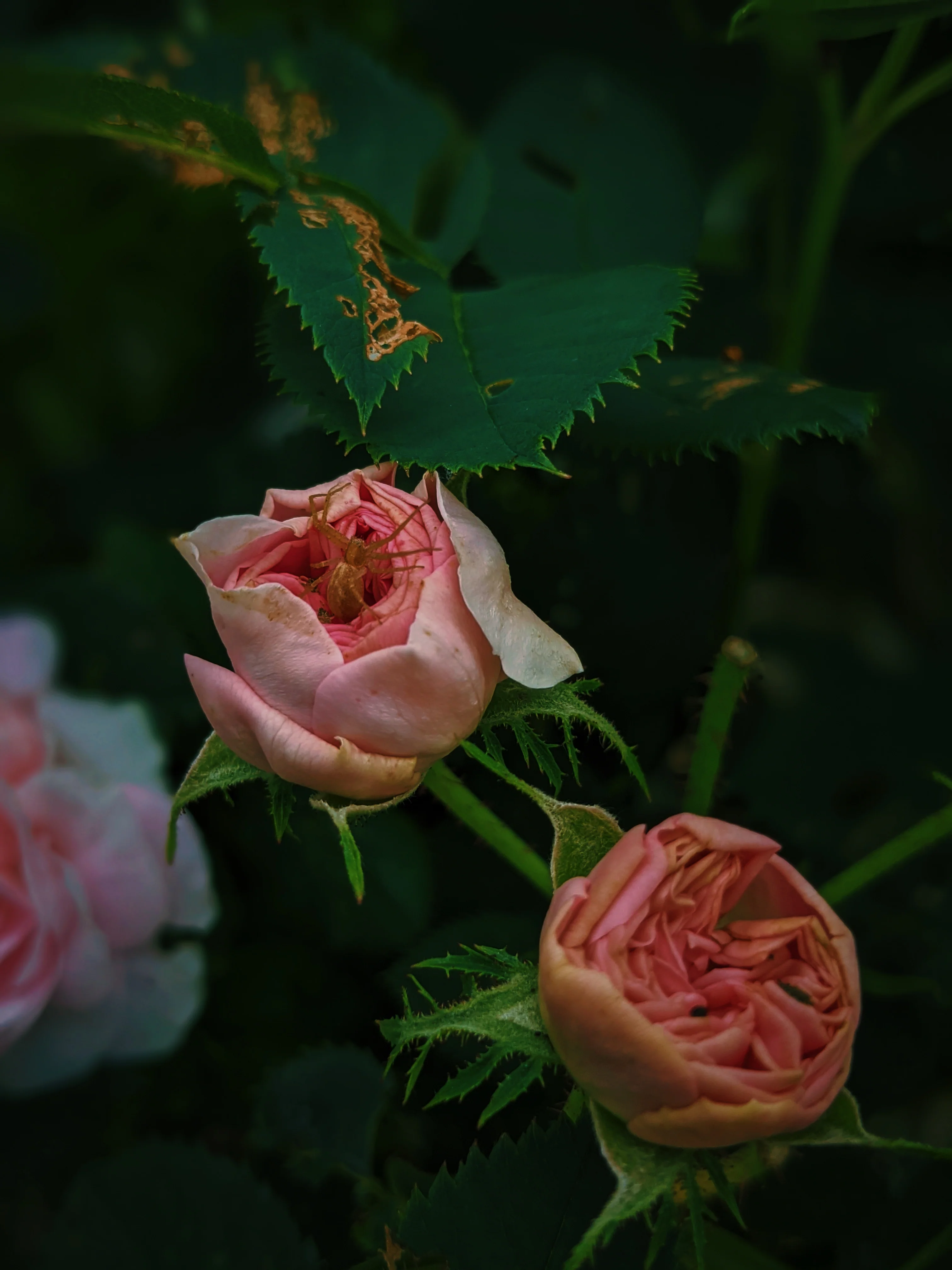 Everlasting. natural perfume. helichrysum and rose romance. moss, clary sage, palo santo. March 2023 - Image 4