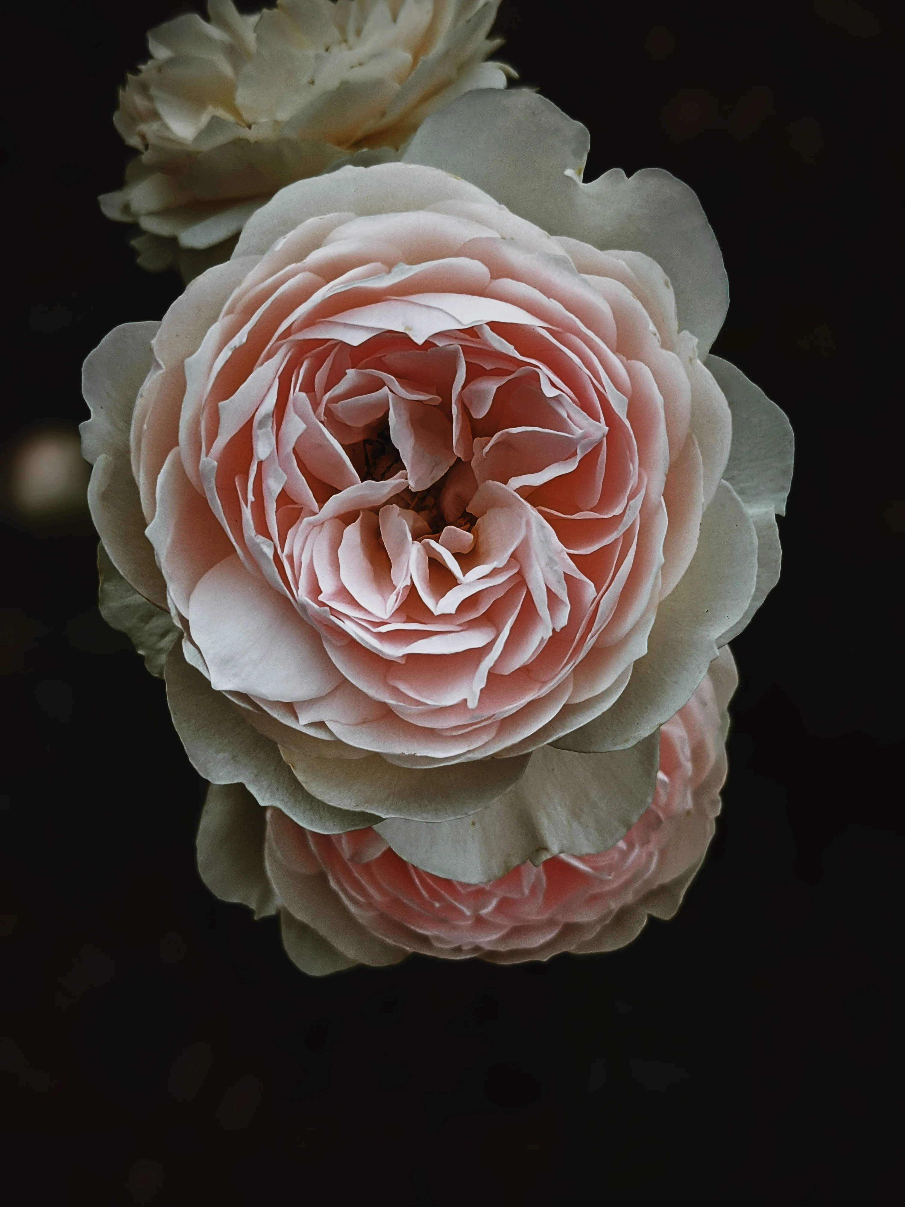 Everlasting. natural perfume. helichrysum and rose romance. moss, clary sage, palo santo. March 2023 - Image 5