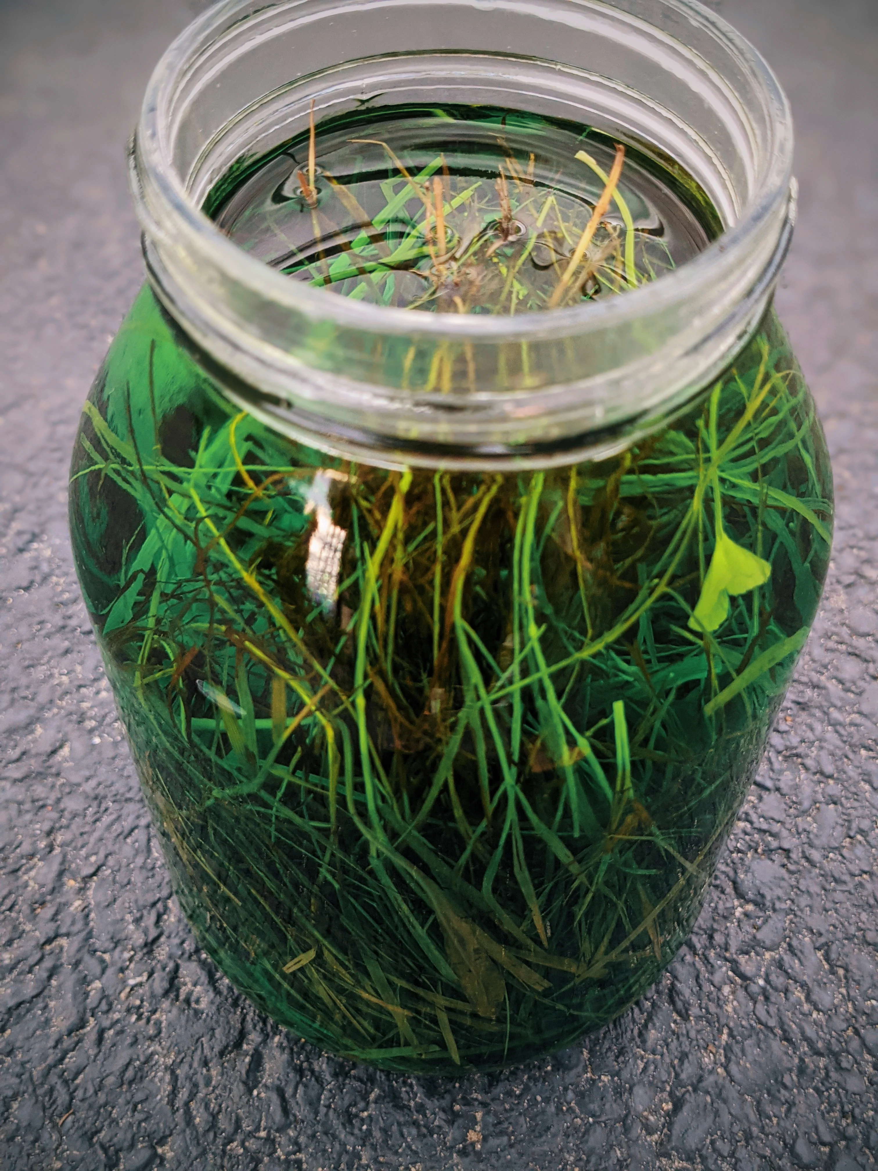 Grass. Natural perfume fixative by Wild Veil. Grassy base notes. - Image 3