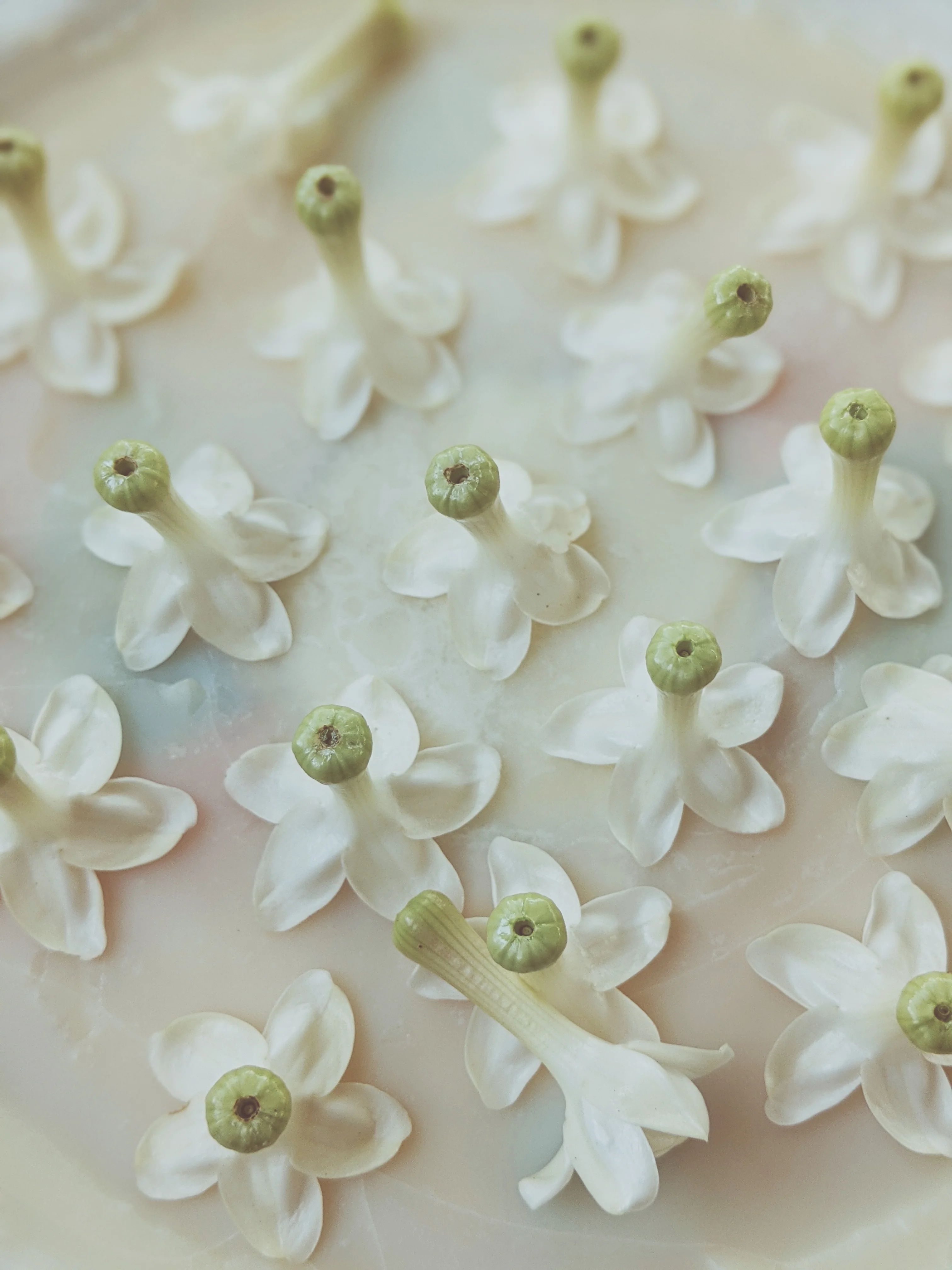 Hawaiian Wedding Flower. Madagascar Jasmine Enfleurage Extrait. Organic. - Image 13