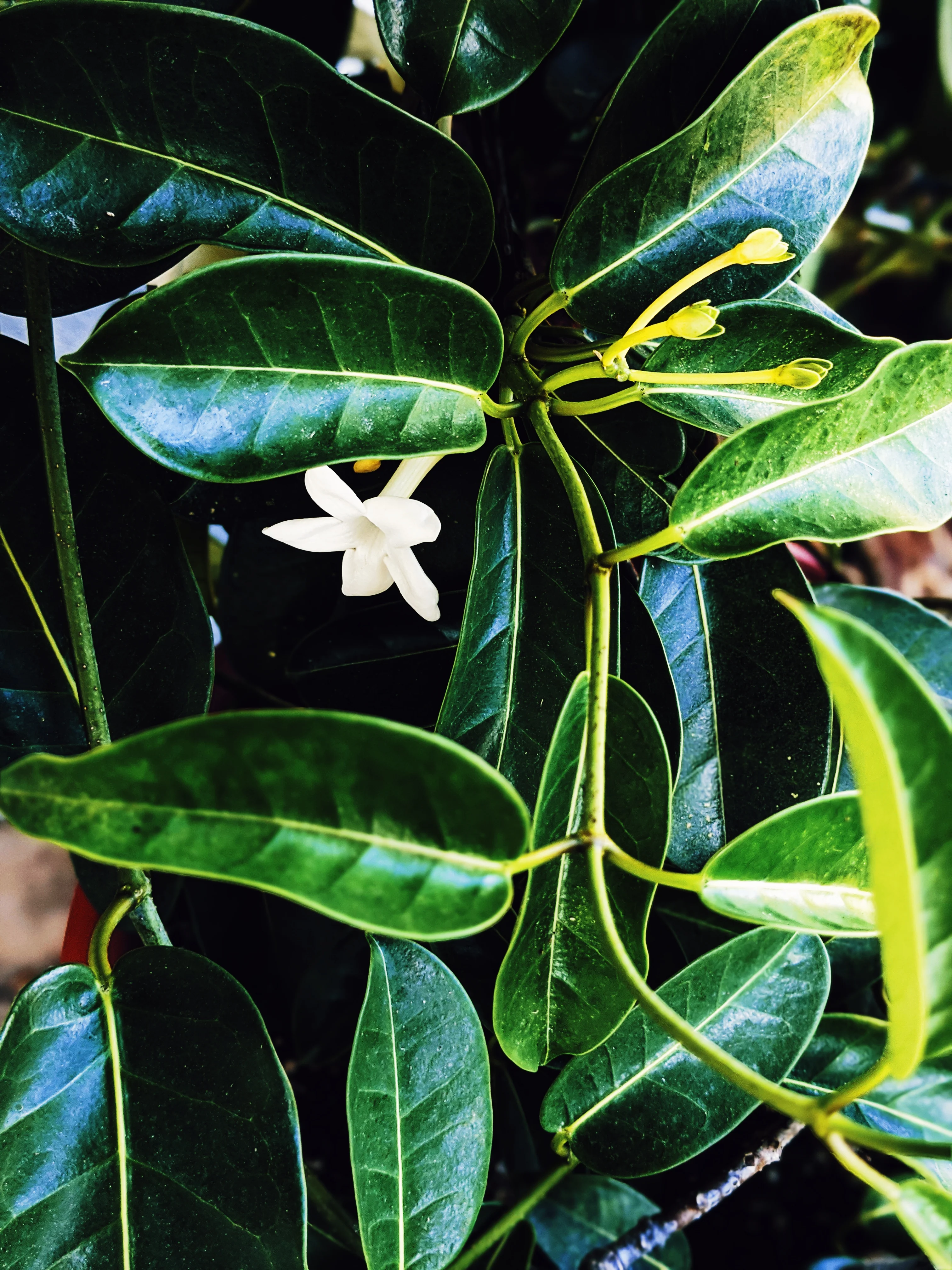 Hawaiian Wedding Flower. Madagascar Jasmine Enfleurage Extrait. Organic. - Image 32