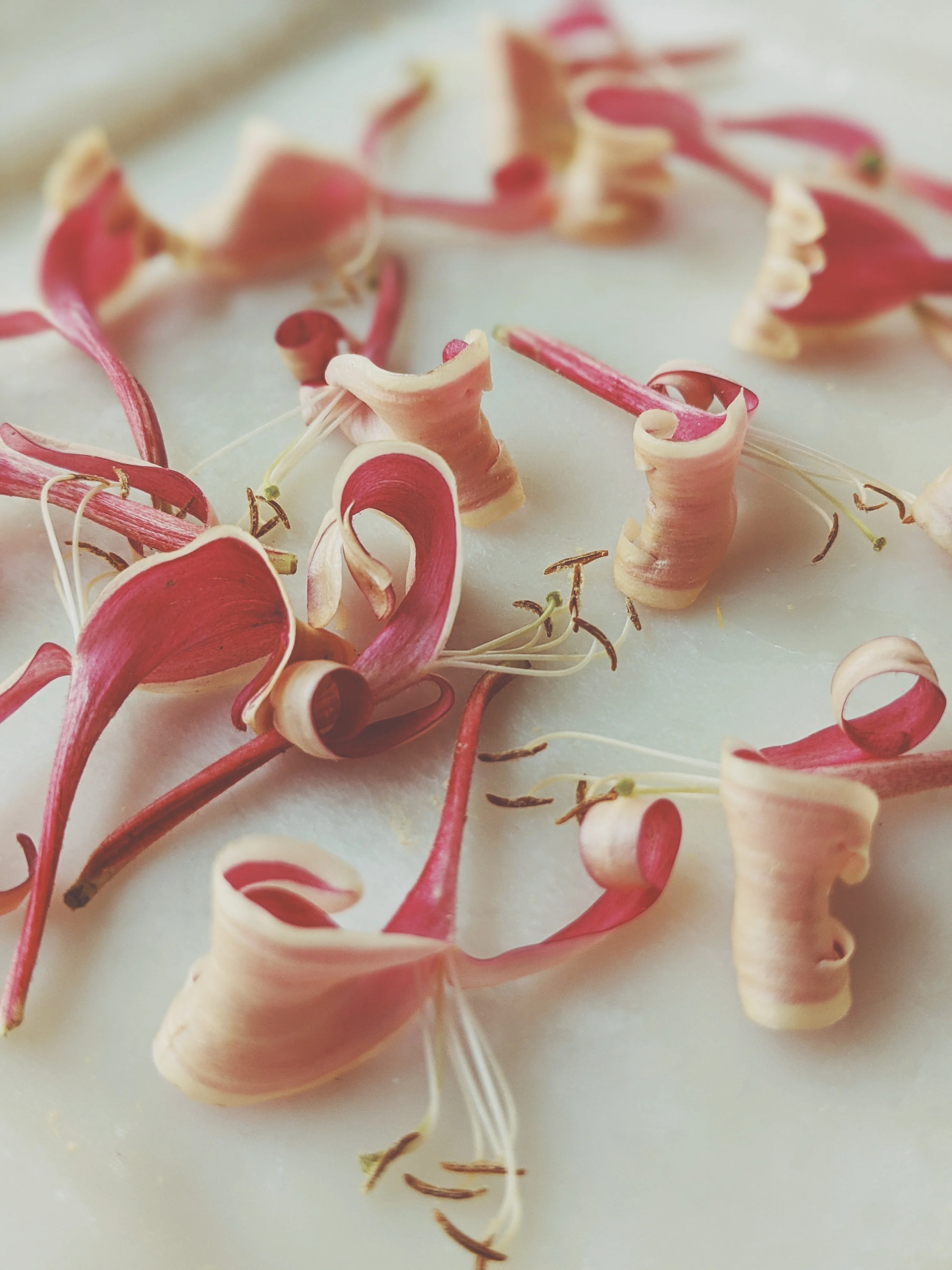 Suikazura (June-August 2020). Aged Pink and Yellow Honeysuckle Enfleurage Extrait. Organic honeysuckle perfume. Biodynamic - Image 10
