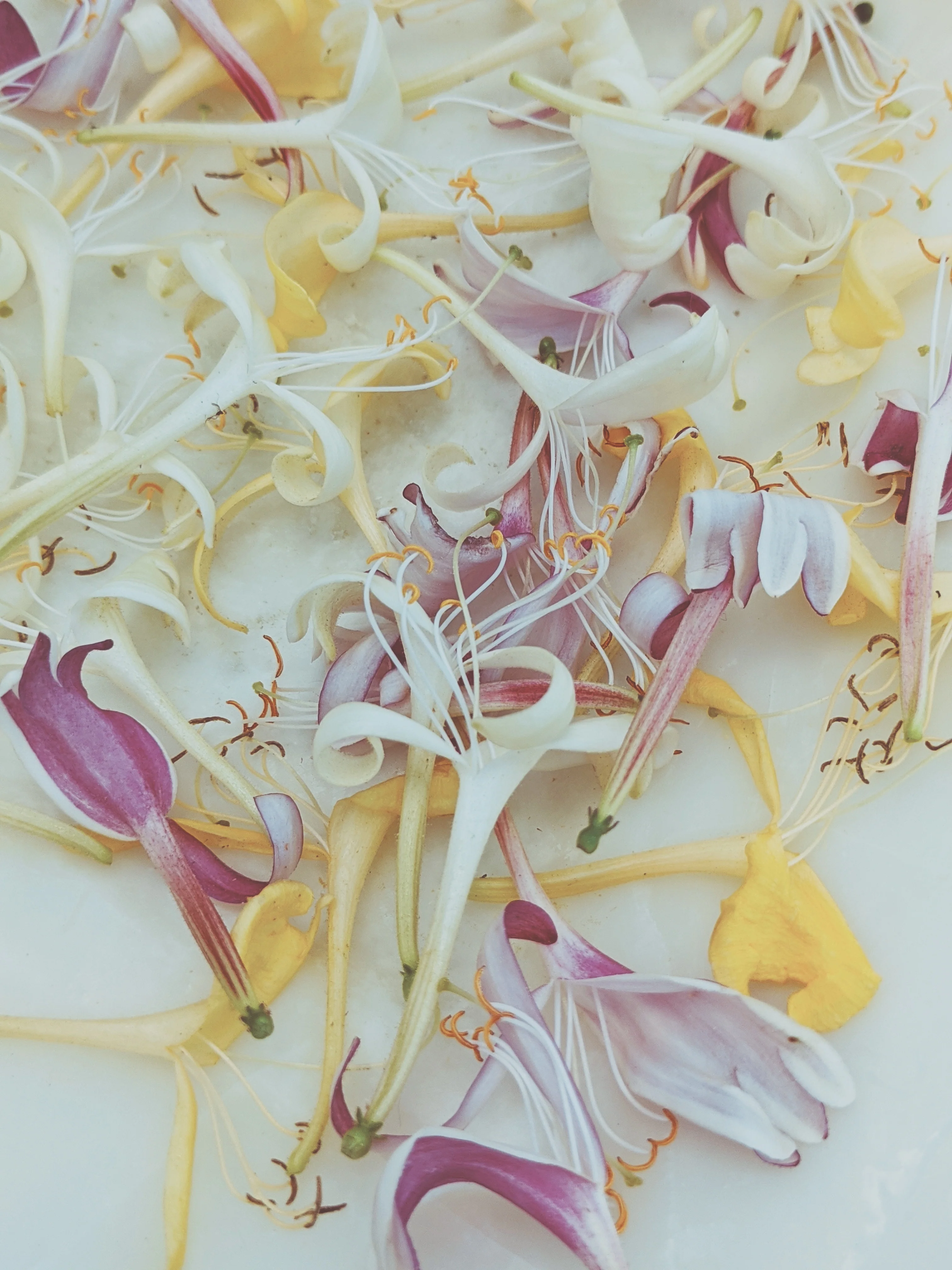 Suikazura (June-August 2020). Aged Pink and Yellow Honeysuckle Enfleurage Extrait. Organic honeysuckle perfume. Biodynamic - Image 13