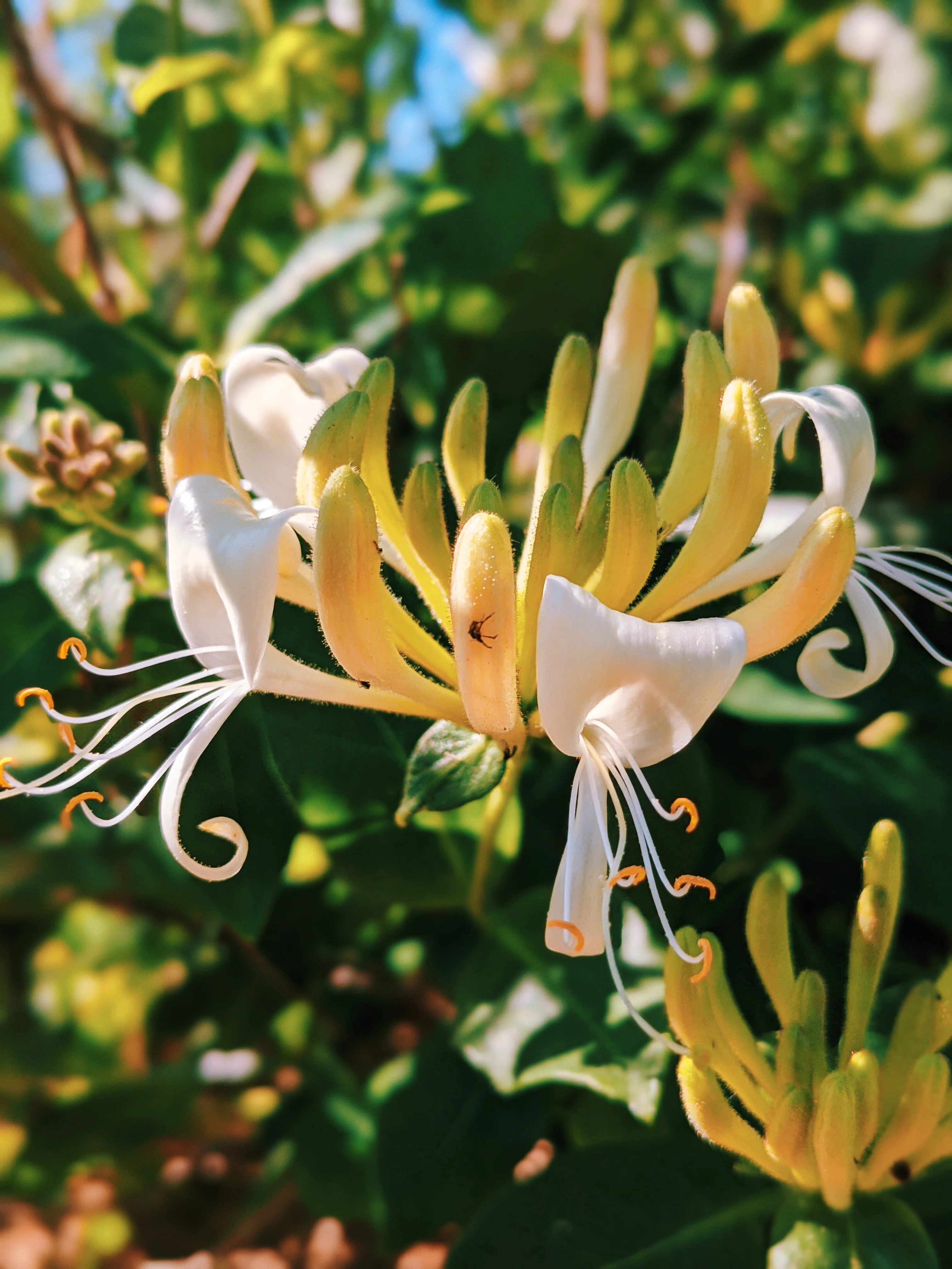 Suikazura (June-August 2020). Aged Pink and Yellow Honeysuckle Enfleurage Extrait. Organic honeysuckle perfume. Biodynamic - Image 14