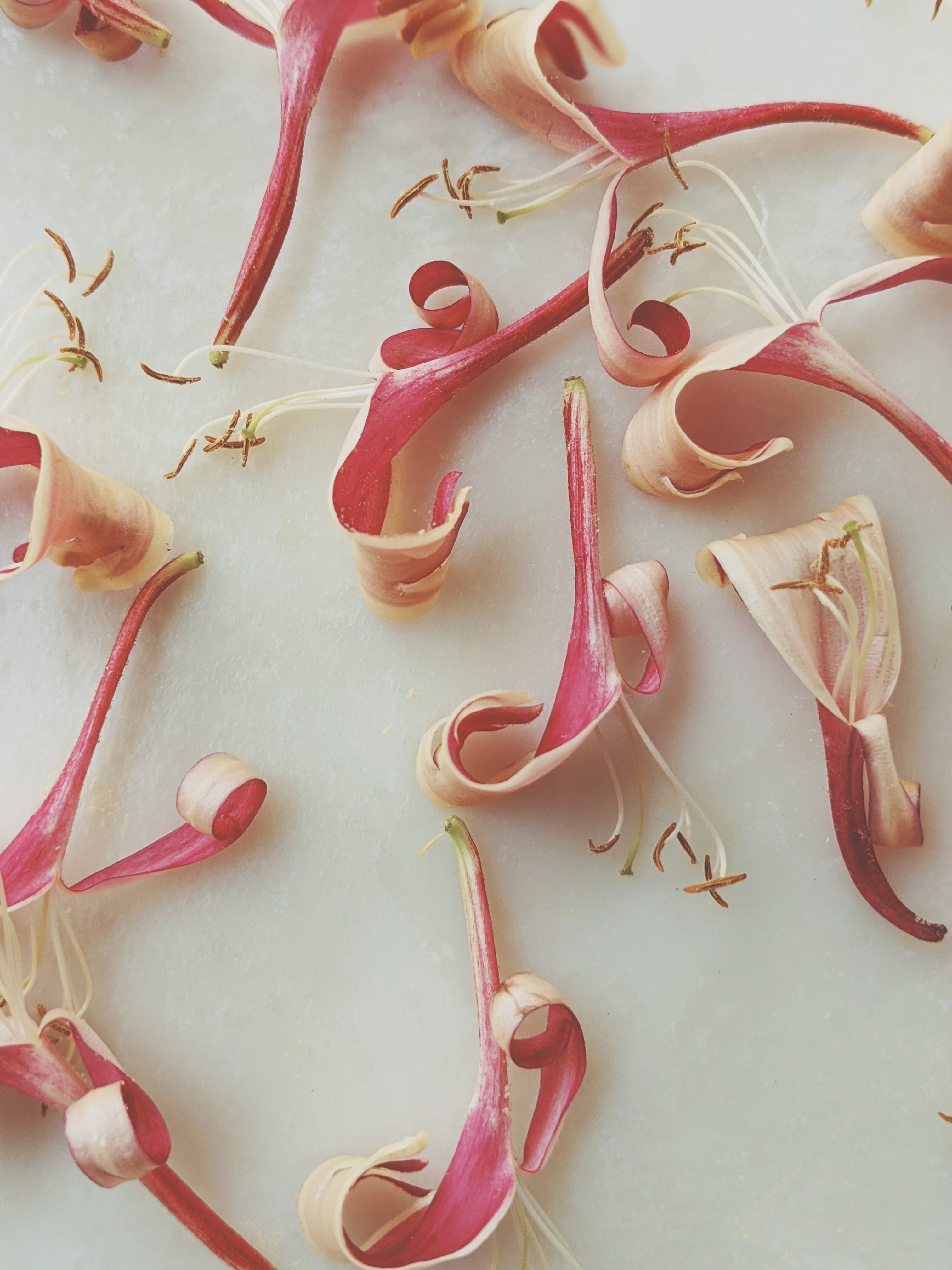 Suikazura (June-August 2020). Aged Pink and Yellow Honeysuckle Enfleurage Extrait. Organic honeysuckle perfume. Biodynamic - Image 15