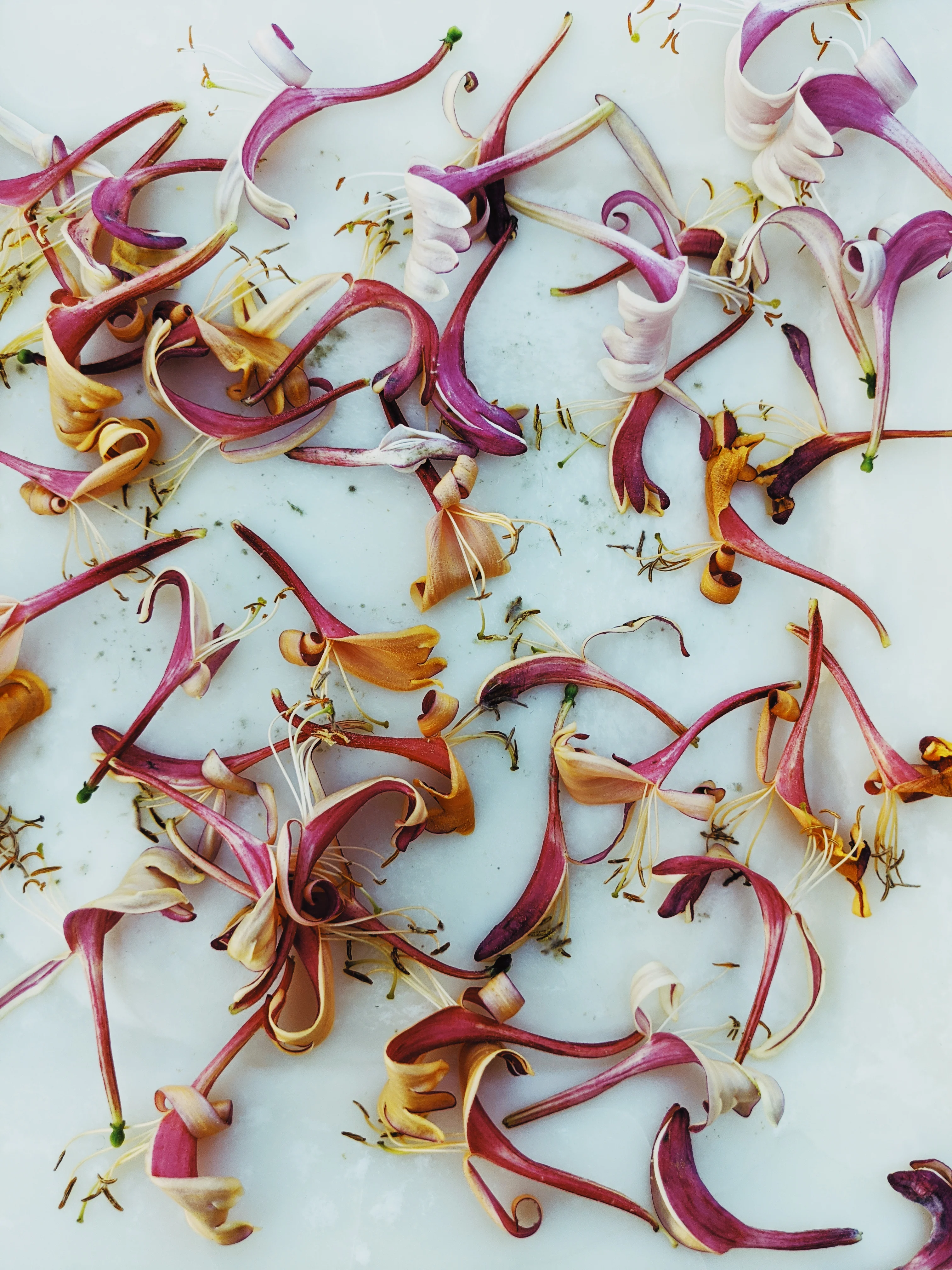 Suikazura (June-August 2020). Aged Pink and Yellow Honeysuckle Enfleurage Extrait. Organic honeysuckle perfume. Biodynamic - Image 16