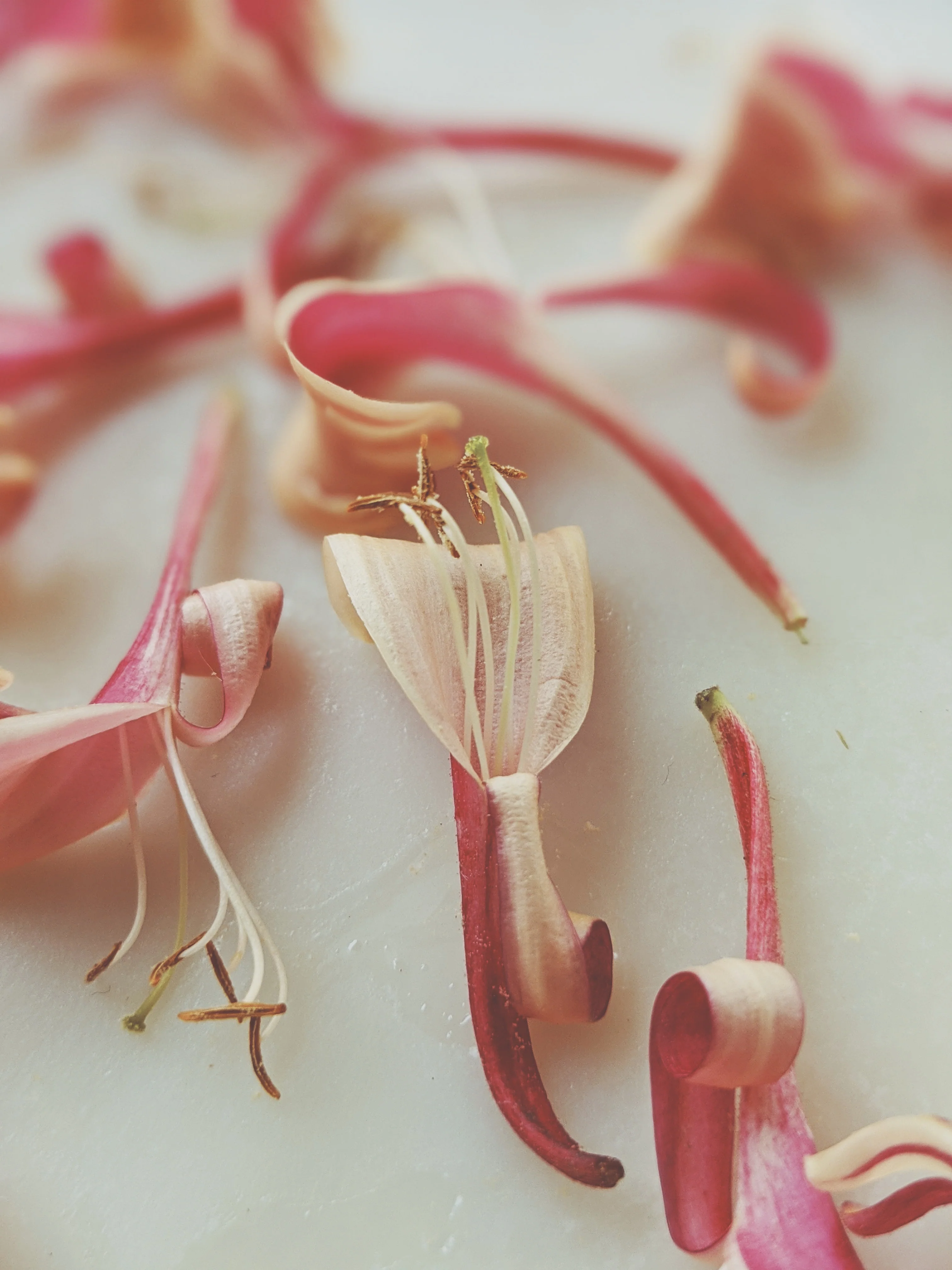 Suikazura (June-August 2020). Aged Pink and Yellow Honeysuckle Enfleurage Extrait. Organic honeysuckle perfume. Biodynamic - Image 18