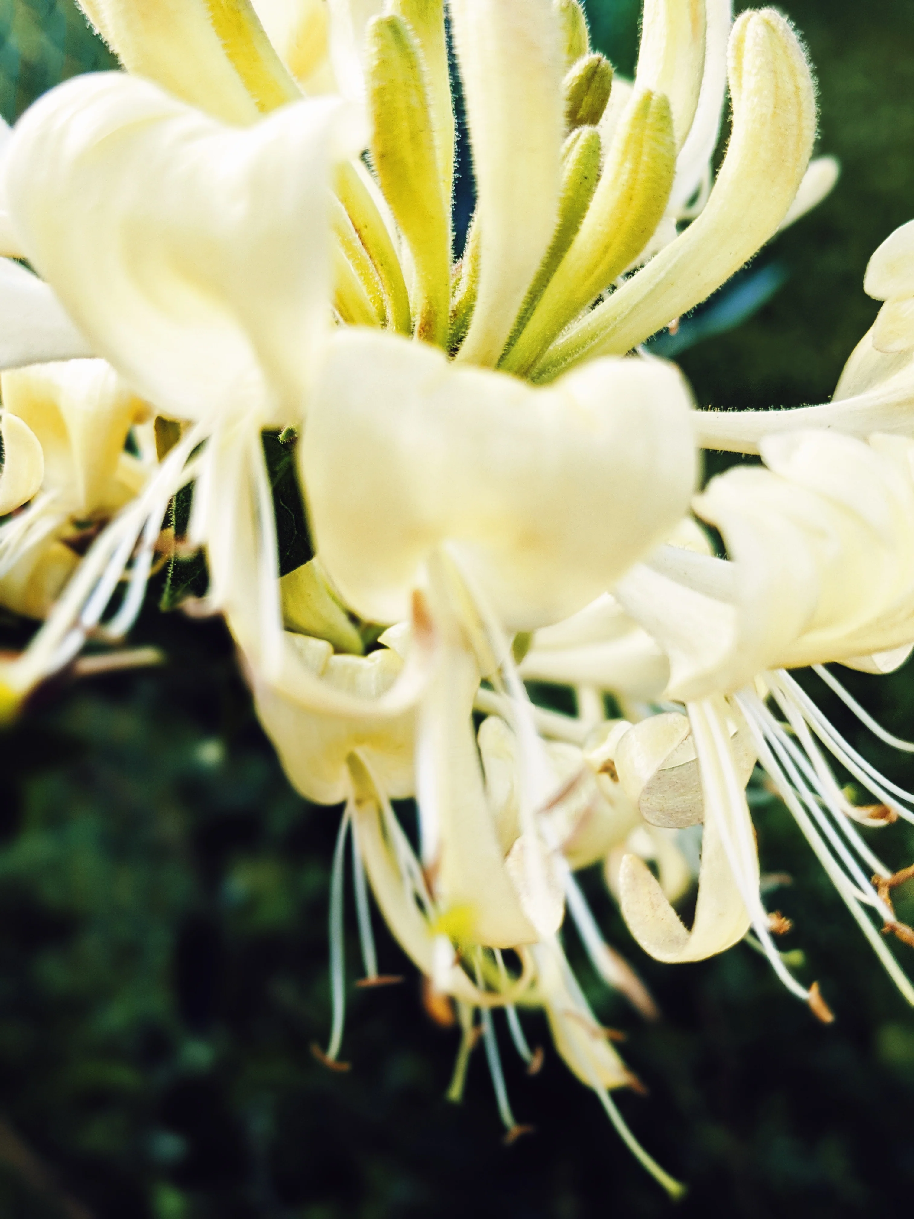 Suikazura (June-August 2020). Aged Pink and Yellow Honeysuckle Enfleurage Extrait. Organic honeysuckle perfume. Biodynamic - Image 20