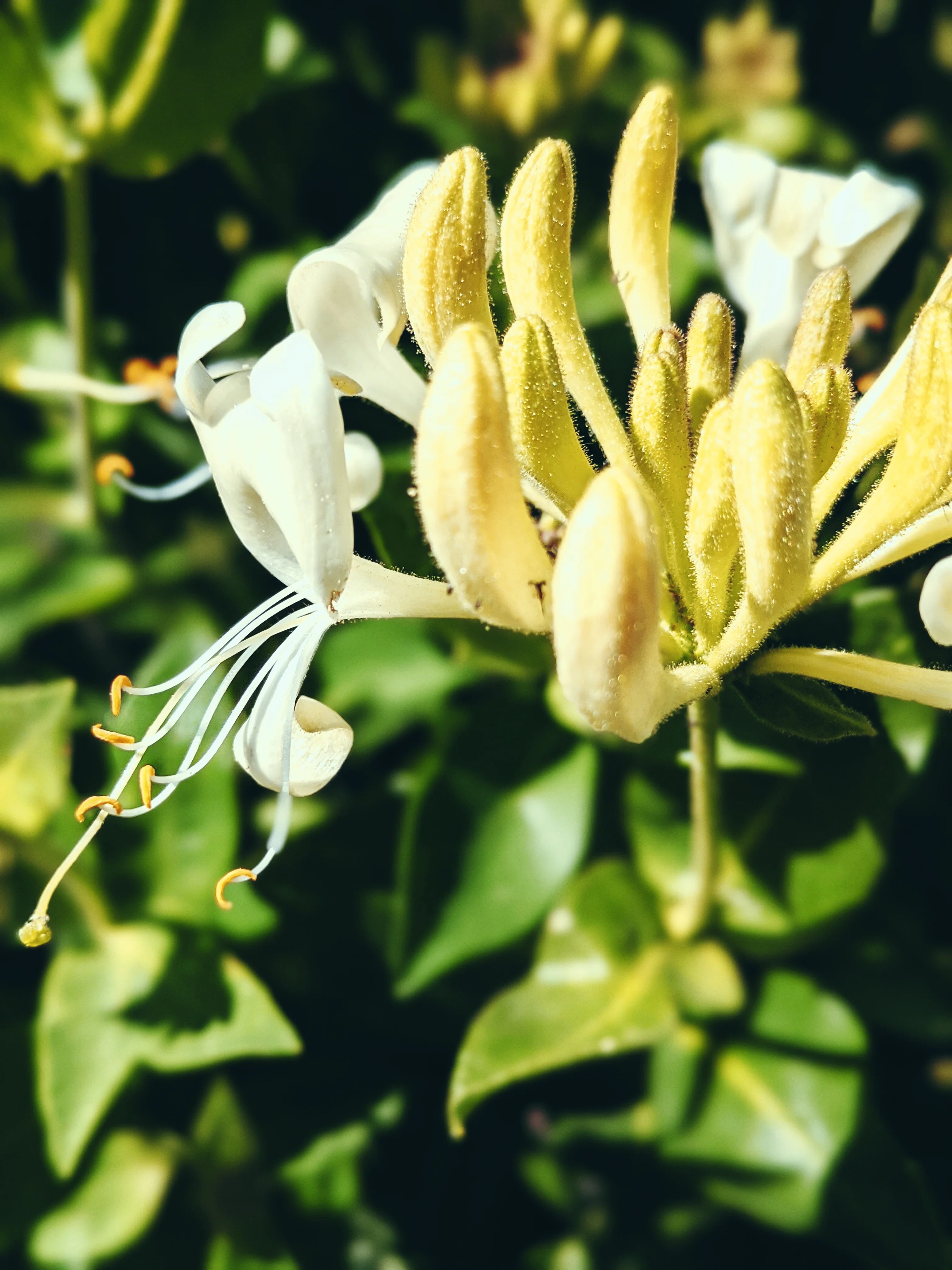 Suikazura (June-August 2020). Aged Pink and Yellow Honeysuckle Enfleurage Extrait. Organic honeysuckle perfume. Biodynamic - Image 22