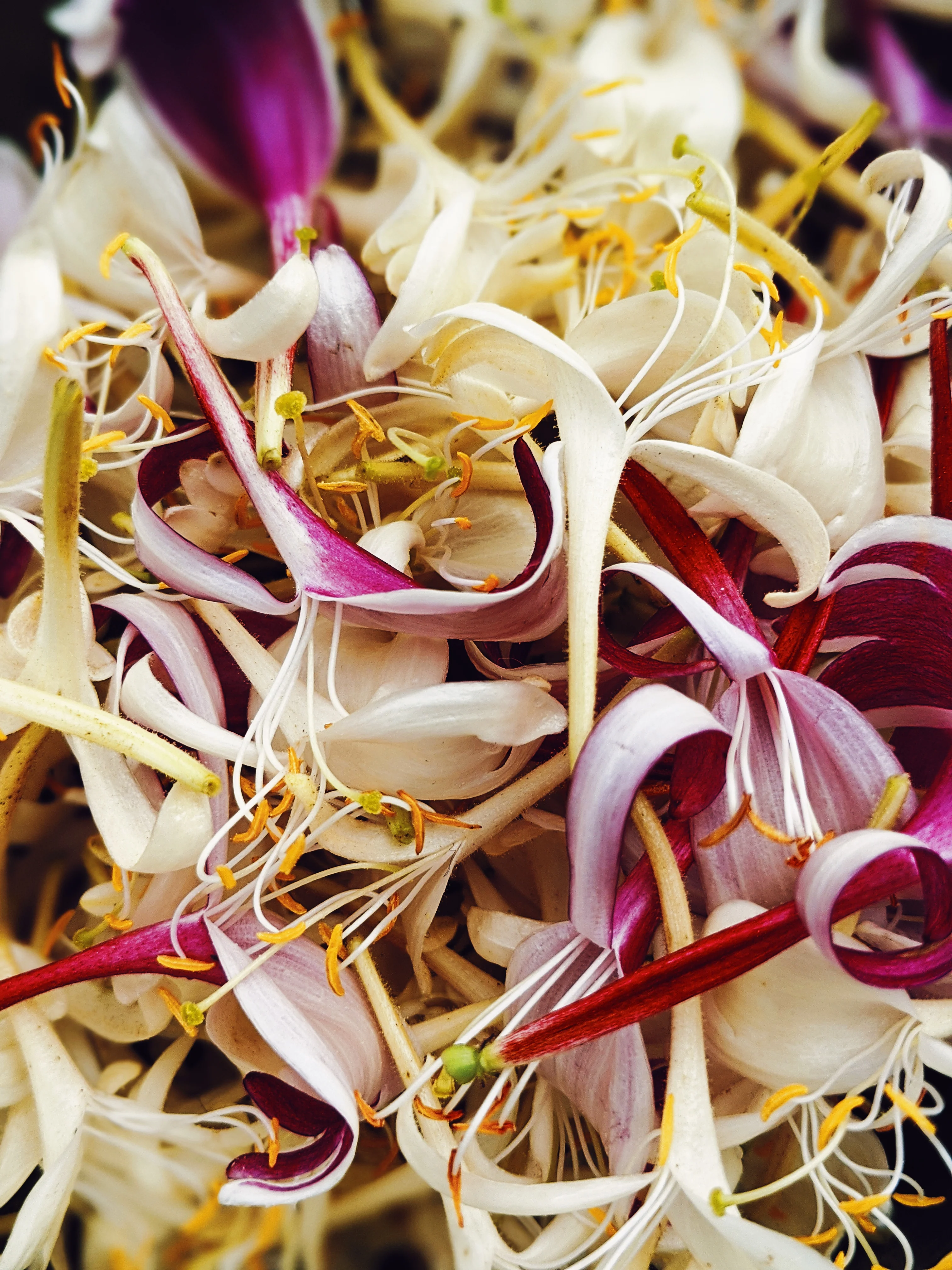 Suikazura (June-August 2020). Aged Pink and Yellow Honeysuckle Enfleurage Extrait. Organic honeysuckle perfume. Biodynamic - Image 23