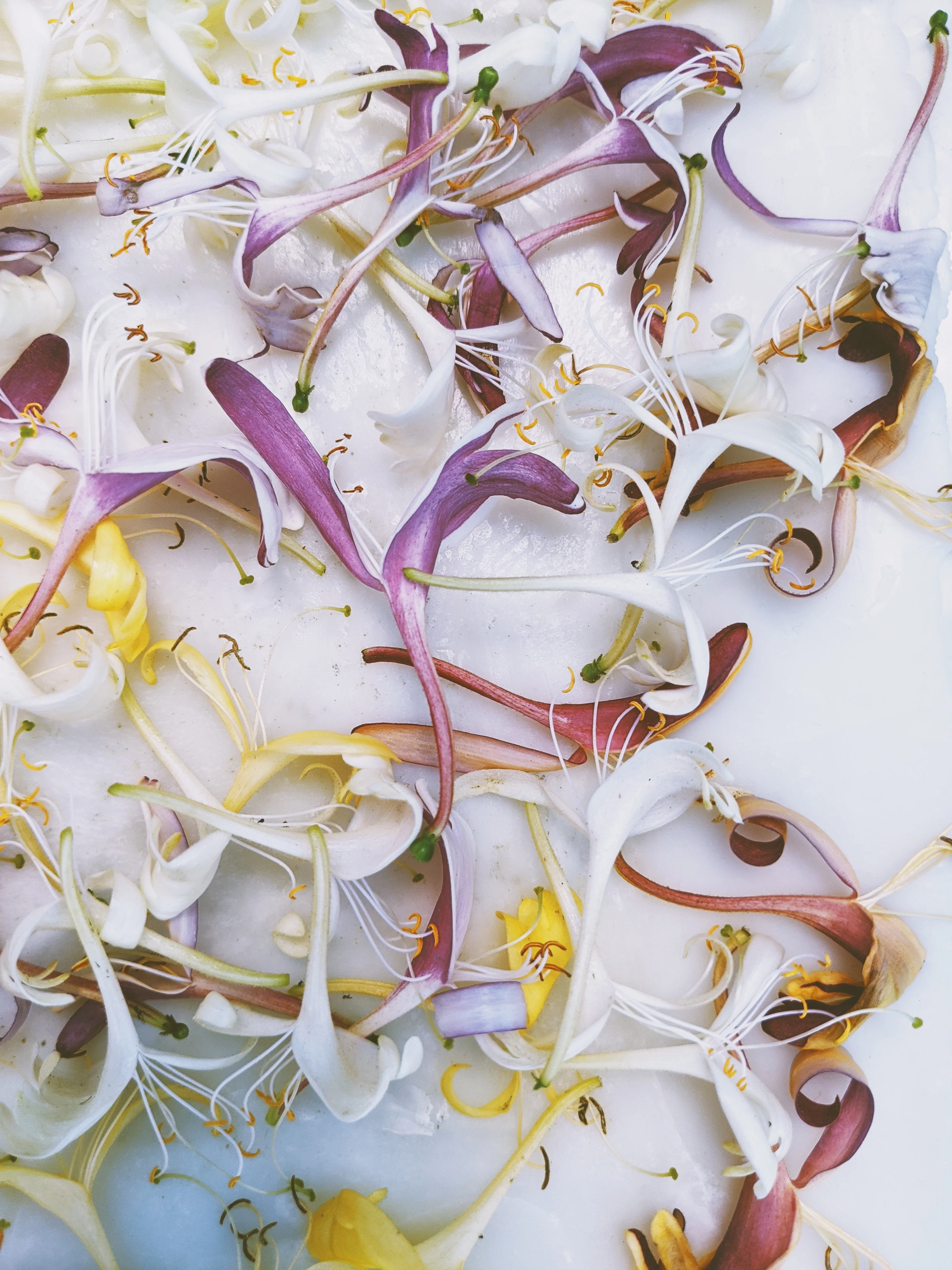 Suikazura (June-August 2020). Aged Pink and Yellow Honeysuckle Enfleurage Extrait. Organic honeysuckle perfume. Biodynamic - Image 24