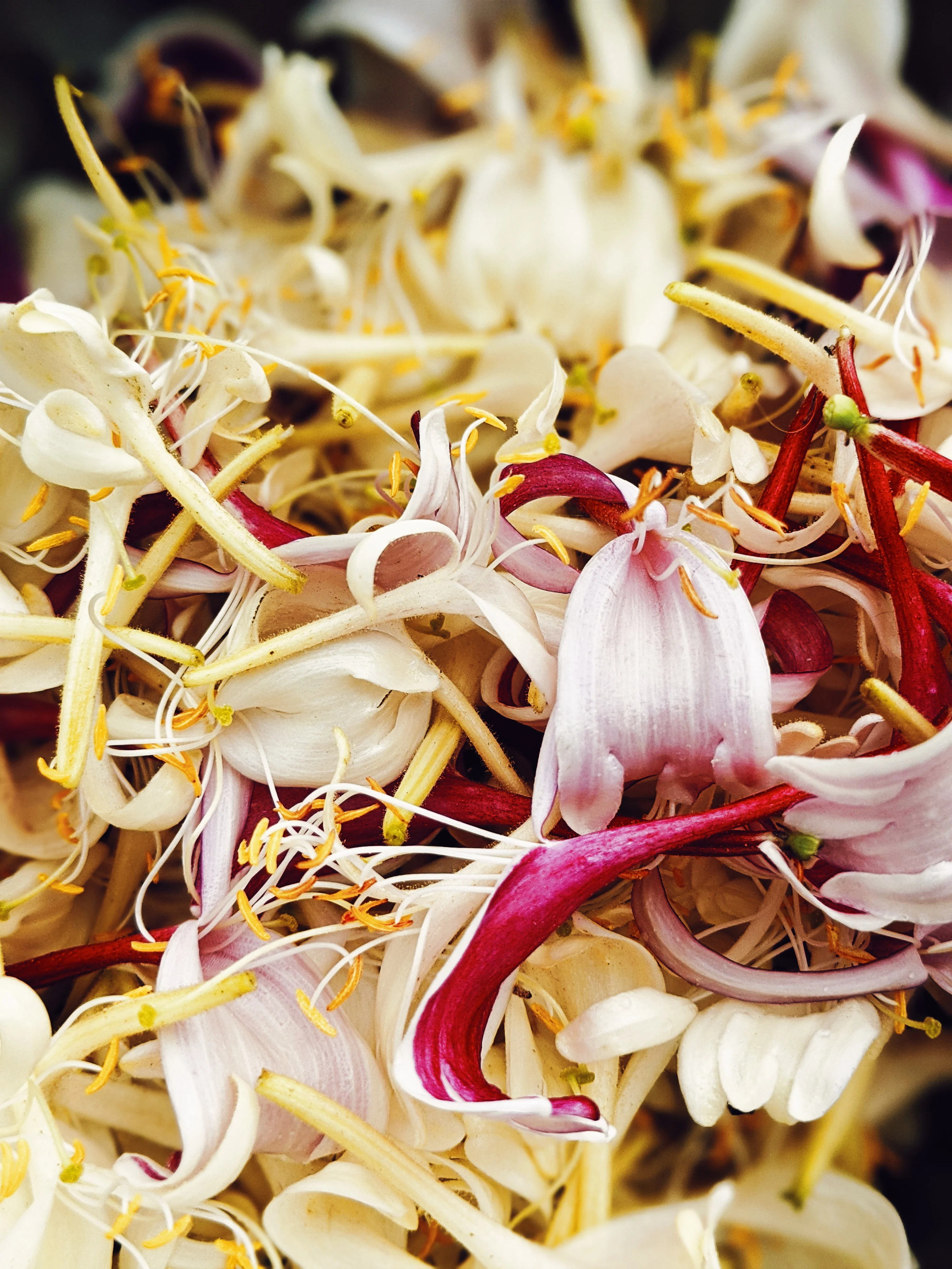 Suikazura (June-August 2020). Aged Pink and Yellow Honeysuckle Enfleurage Extrait. Organic honeysuckle perfume. Biodynamic - Image 25
