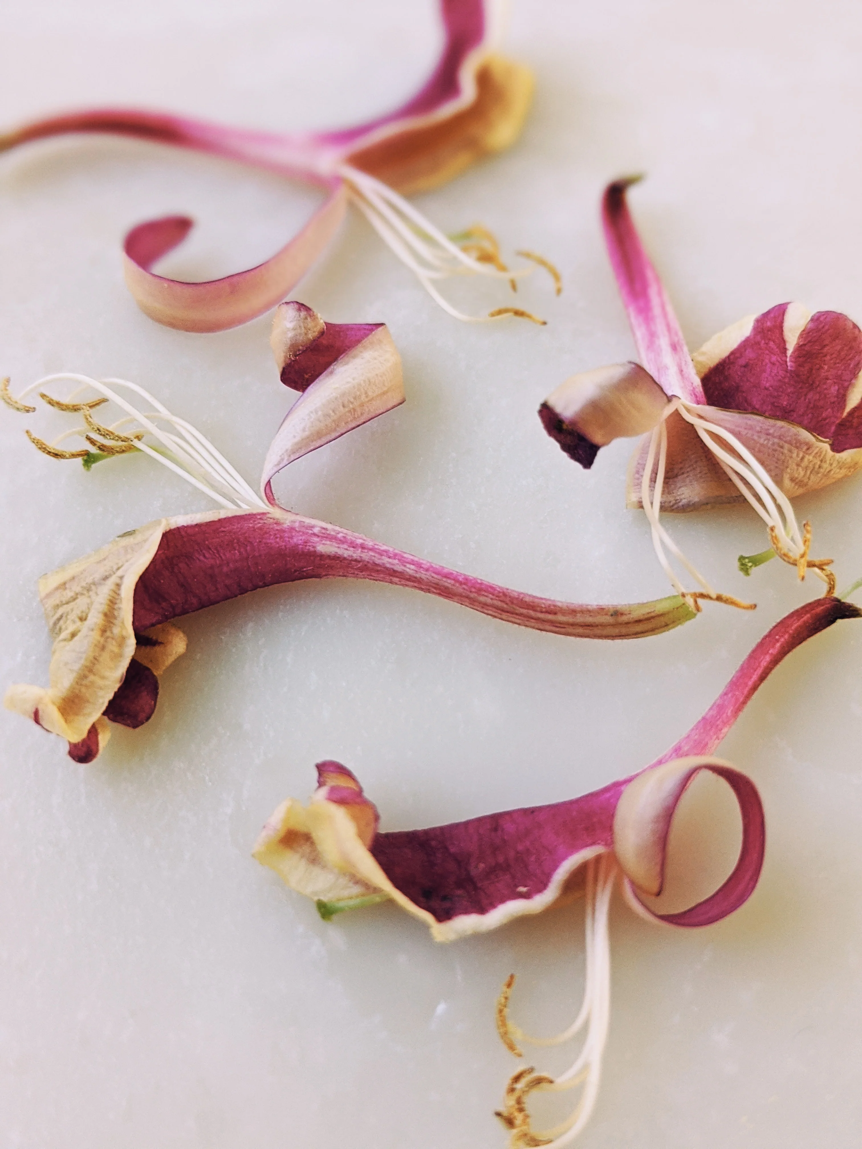 Suikazura (June-August 2020). Aged Pink and Yellow Honeysuckle Enfleurage Extrait. Organic honeysuckle perfume. Biodynamic - Image 6