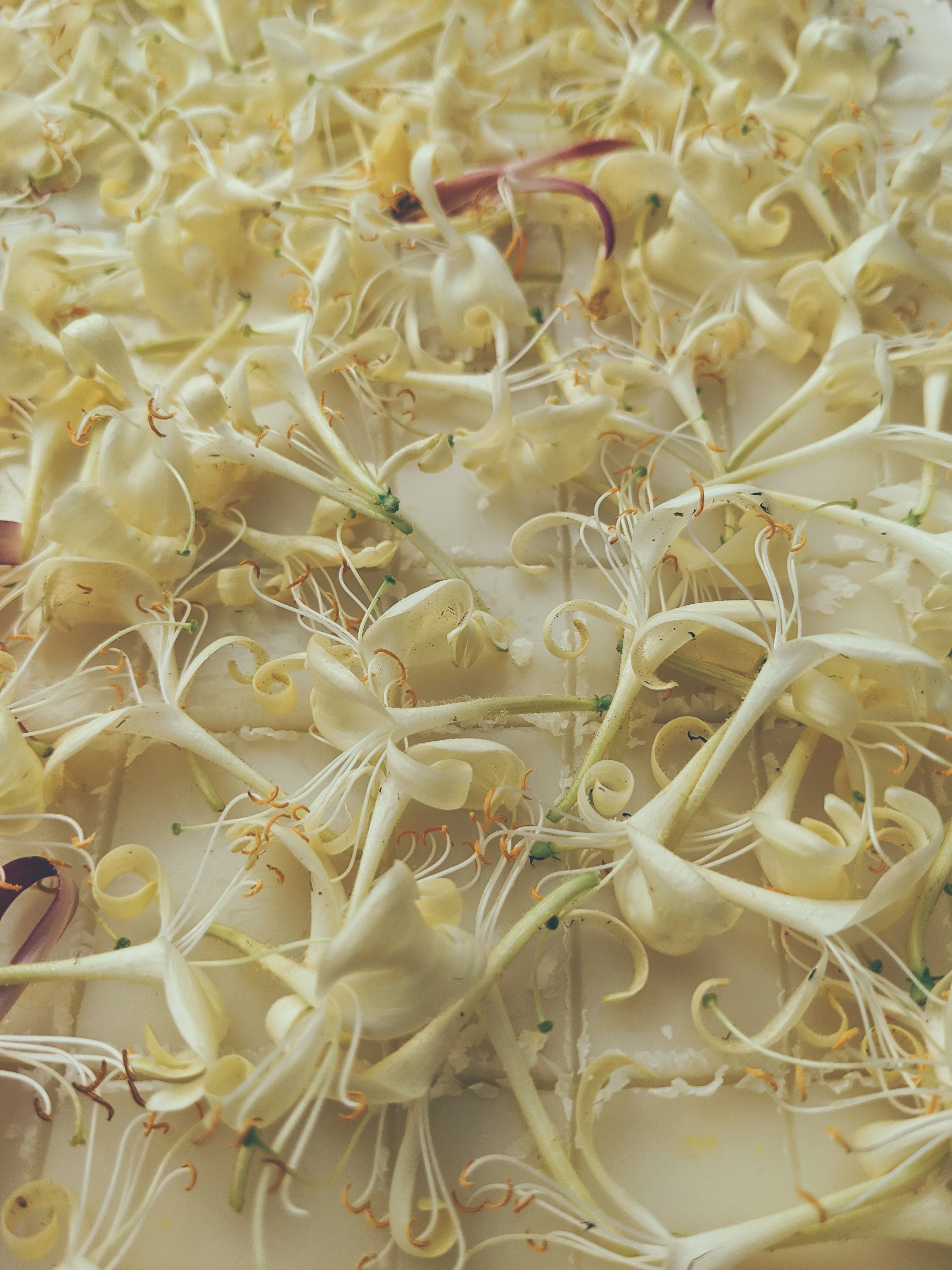 Suikazura (June-August 2020). Aged Pink and Yellow Honeysuckle Enfleurage Extrait. Organic honeysuckle perfume. Biodynamic - Image 8