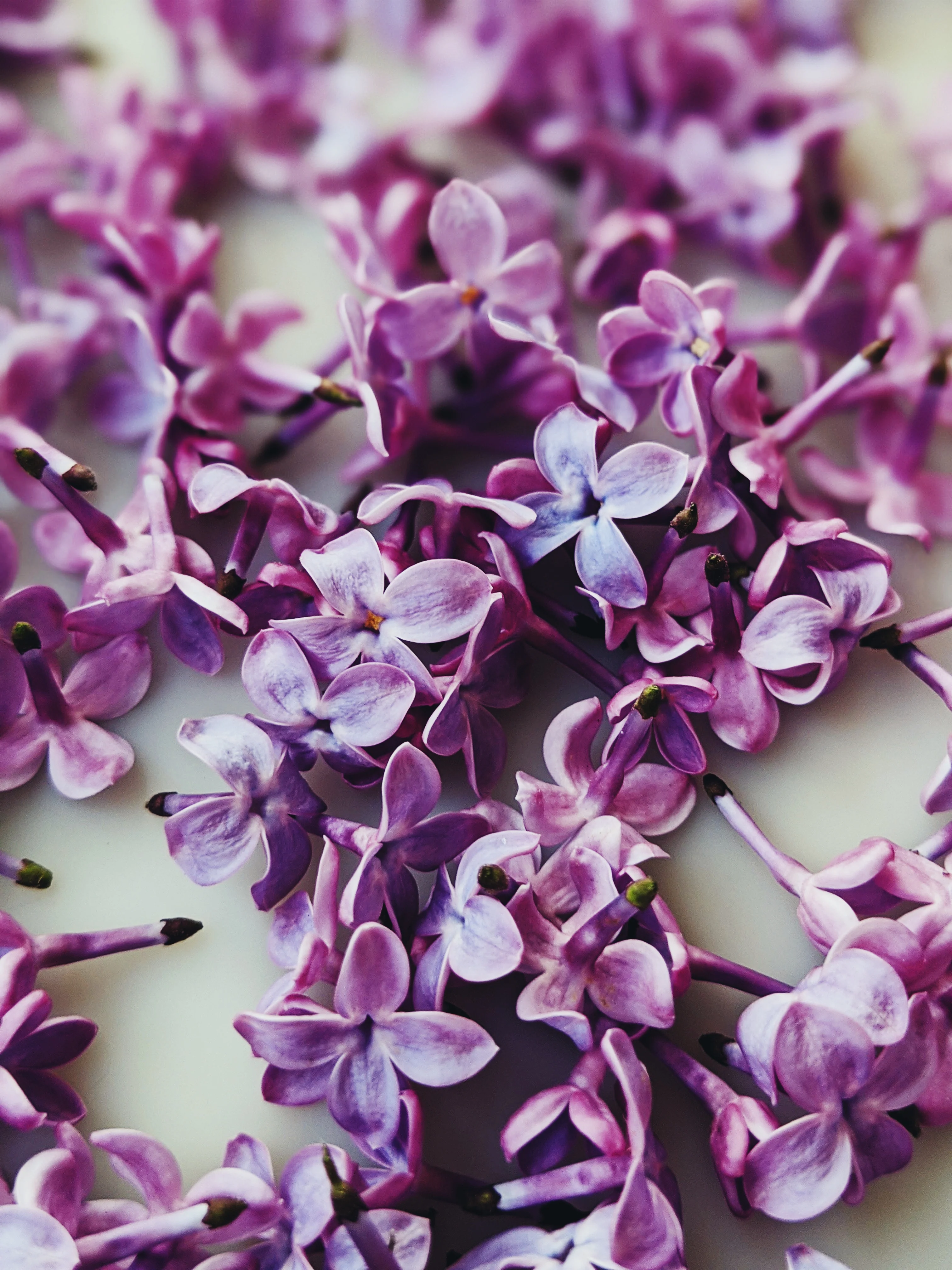 Lilac and Bushman Candle Enfleurage. - Image 6