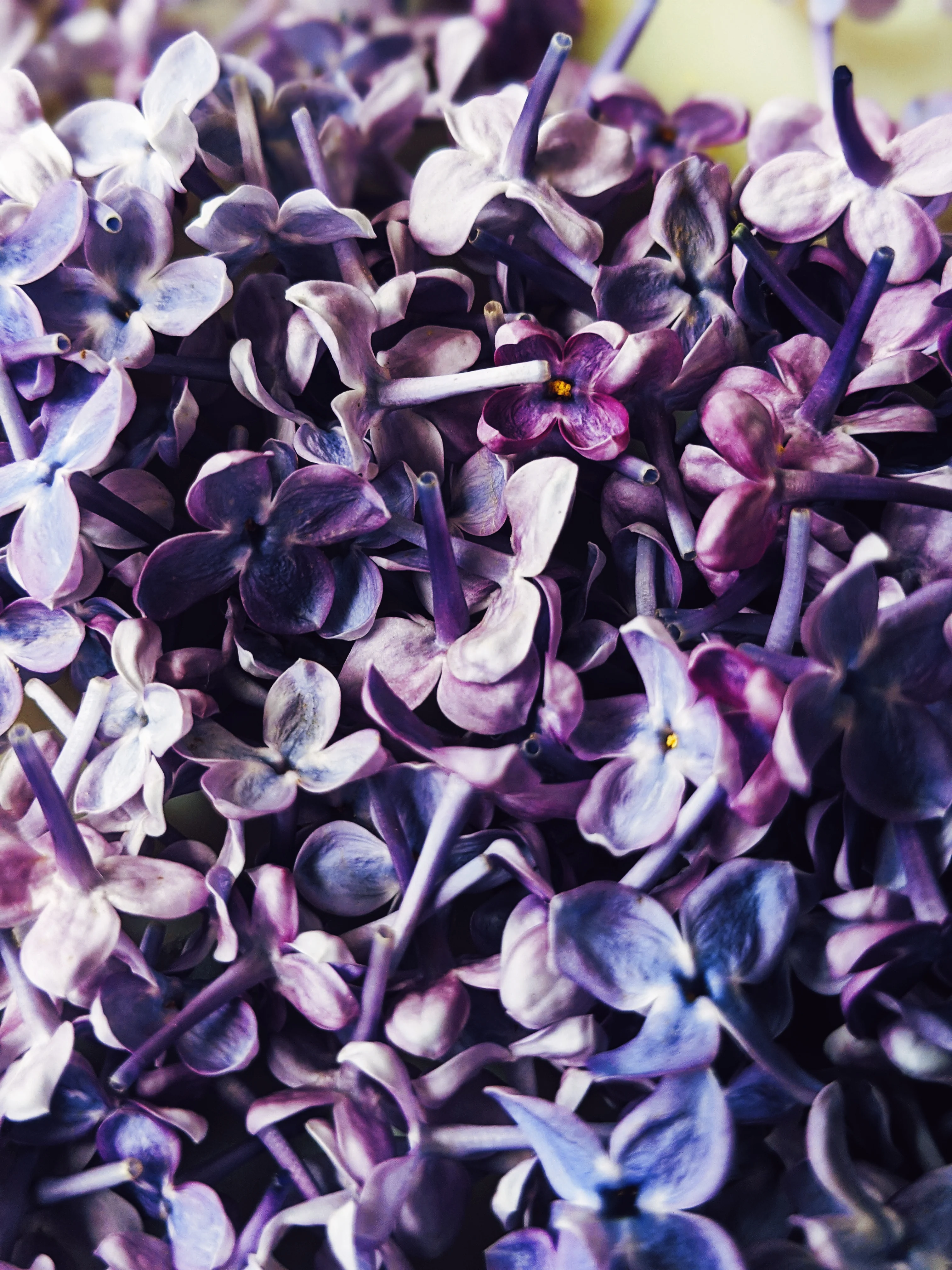 Lilac Wine. enfleurage perfume. effervescent and longlasting lilac fougère. June 2025 - Image 3