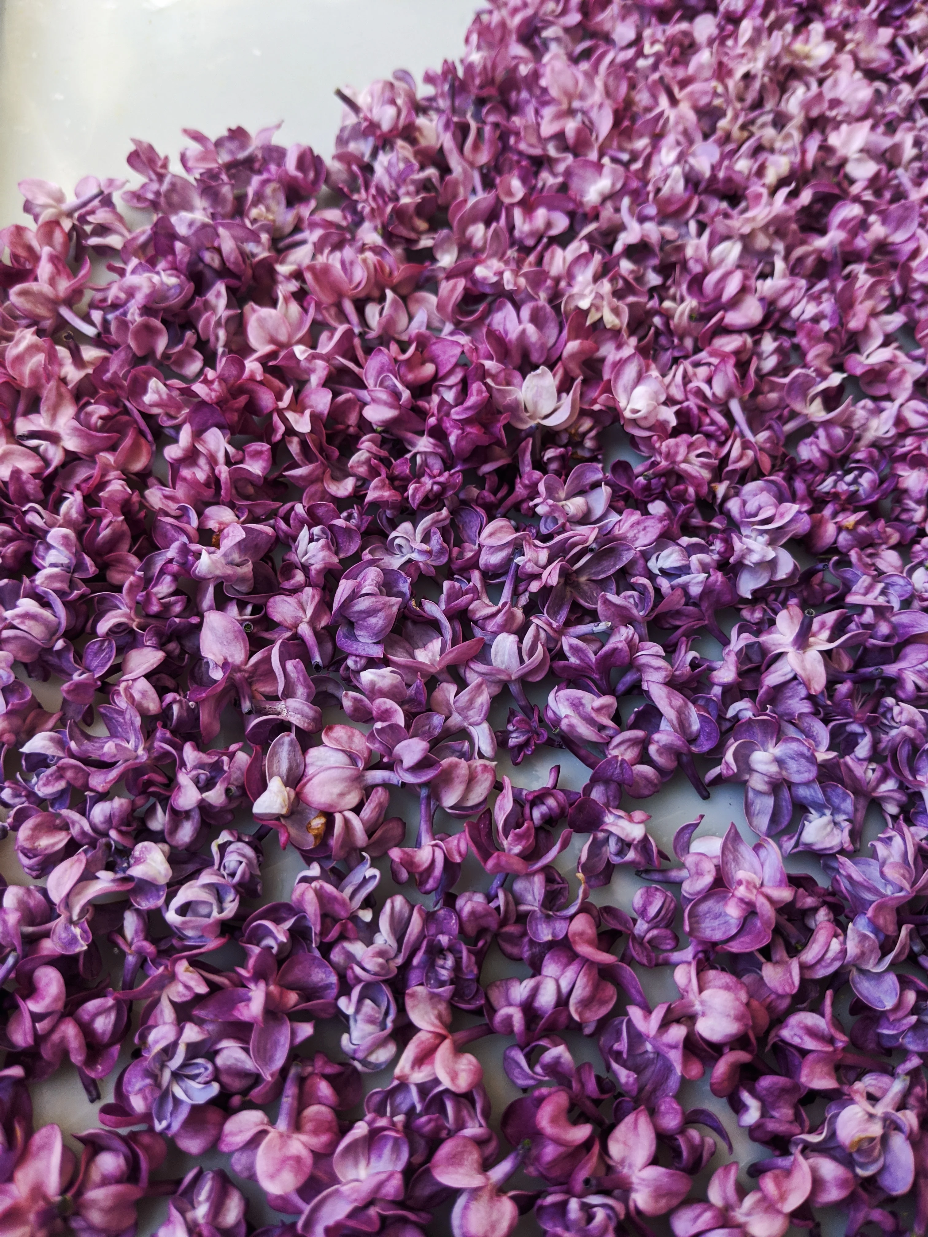 Lilac Wine. enfleurage perfume. effervescent and longlasting lilac fougère. June 2025 - Image 5
