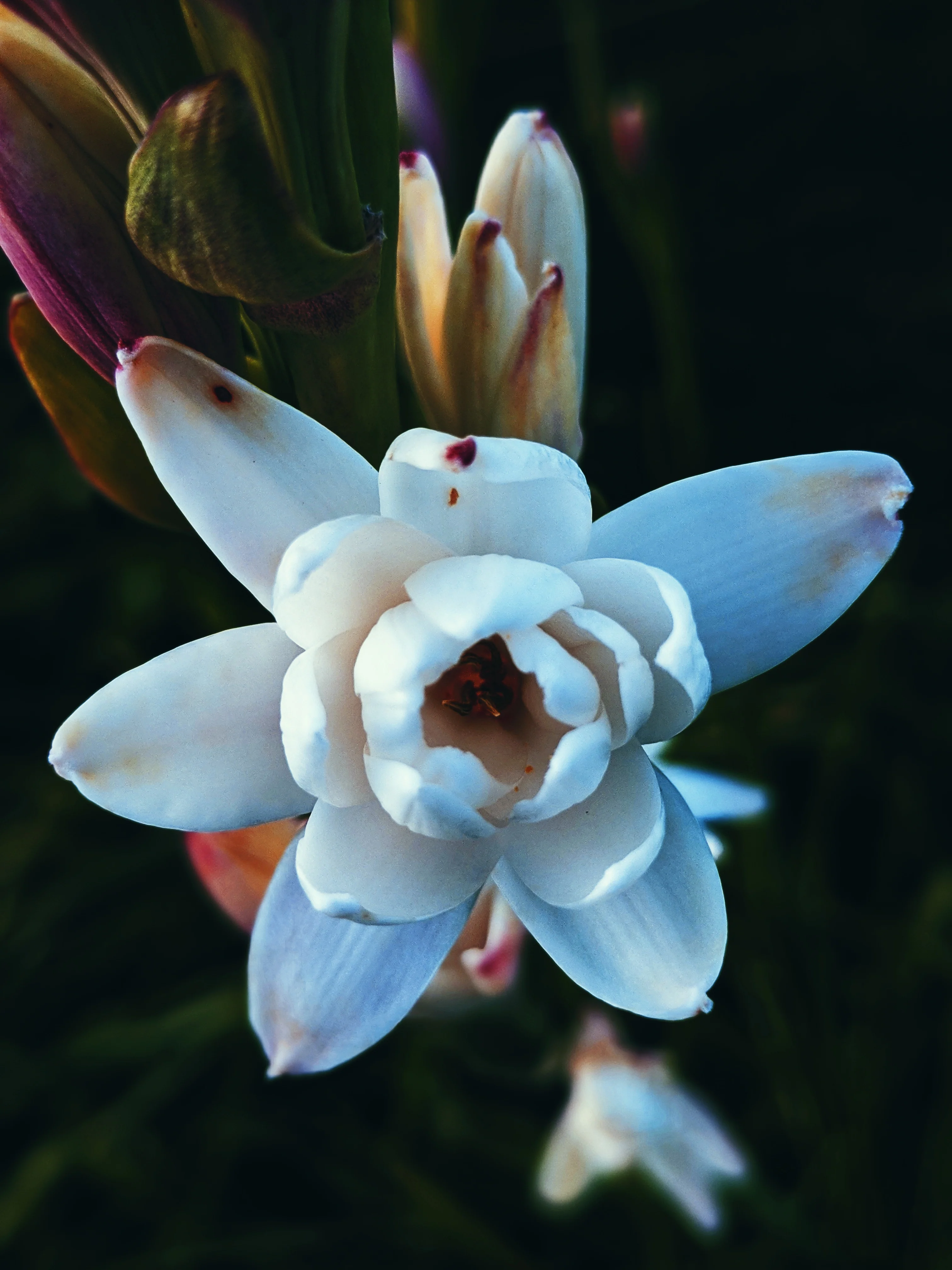 Lunatic. natural perfume. mad forest. tarragon vamps and swoons for tuberose. April 2023 - Image 5