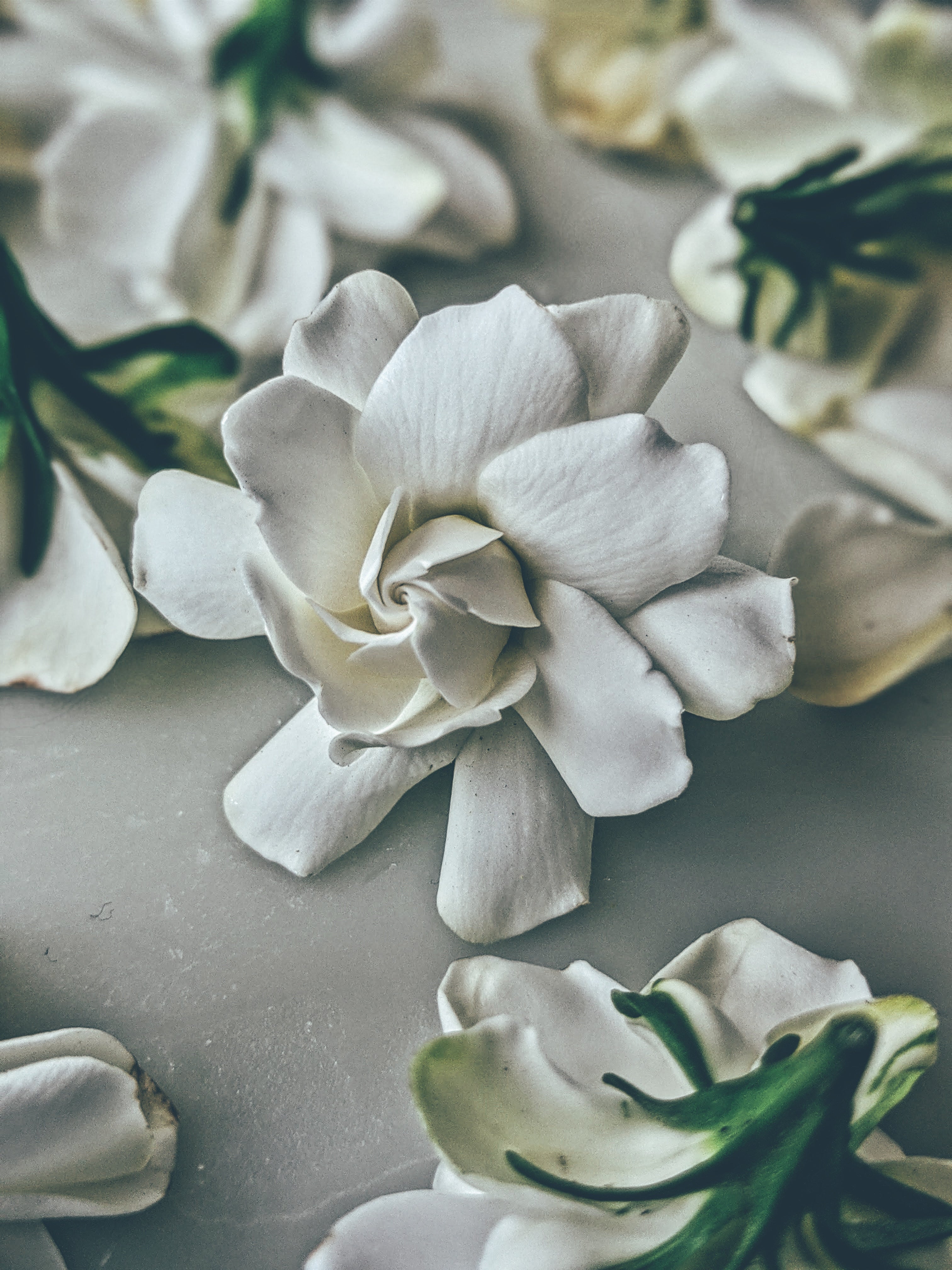 Milk Oolong Gardenia. enfleurage perfume. March 2025 - Image 10