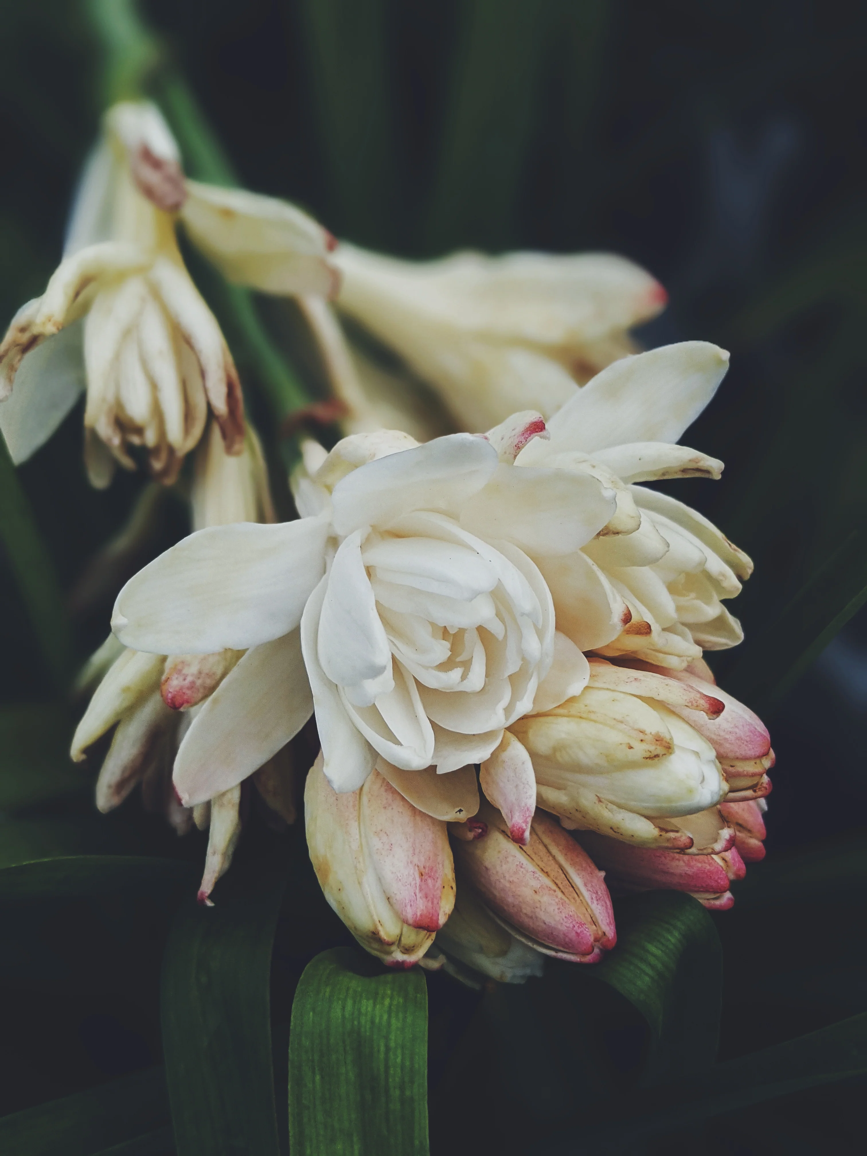 Omixochitl (October 2025). Tuberose Enfleurage Extrait. Organic tuberose perfume. Biodynamic - Image 3