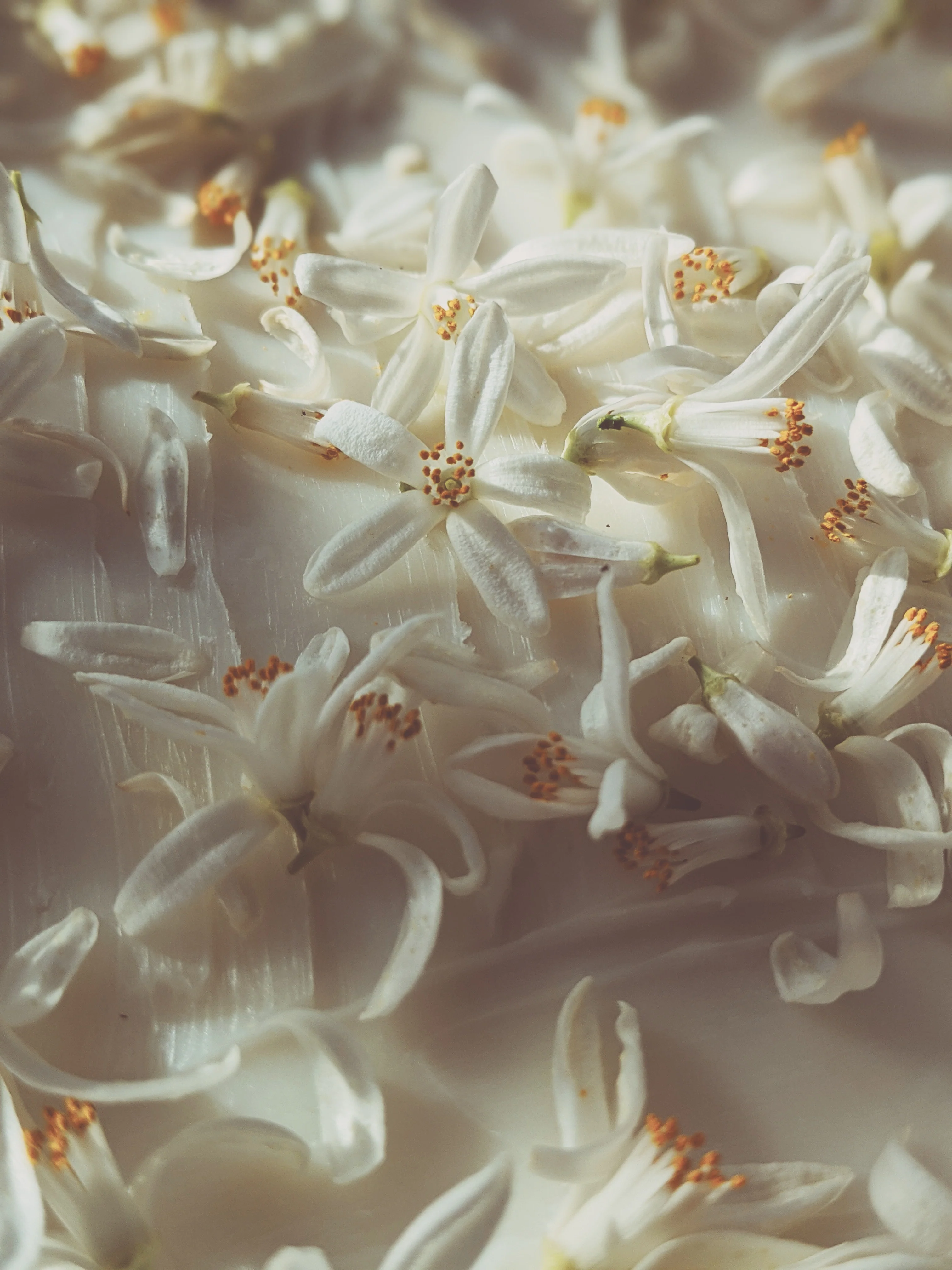 Orange Blossom Enfleurage. 2025. - Image 16