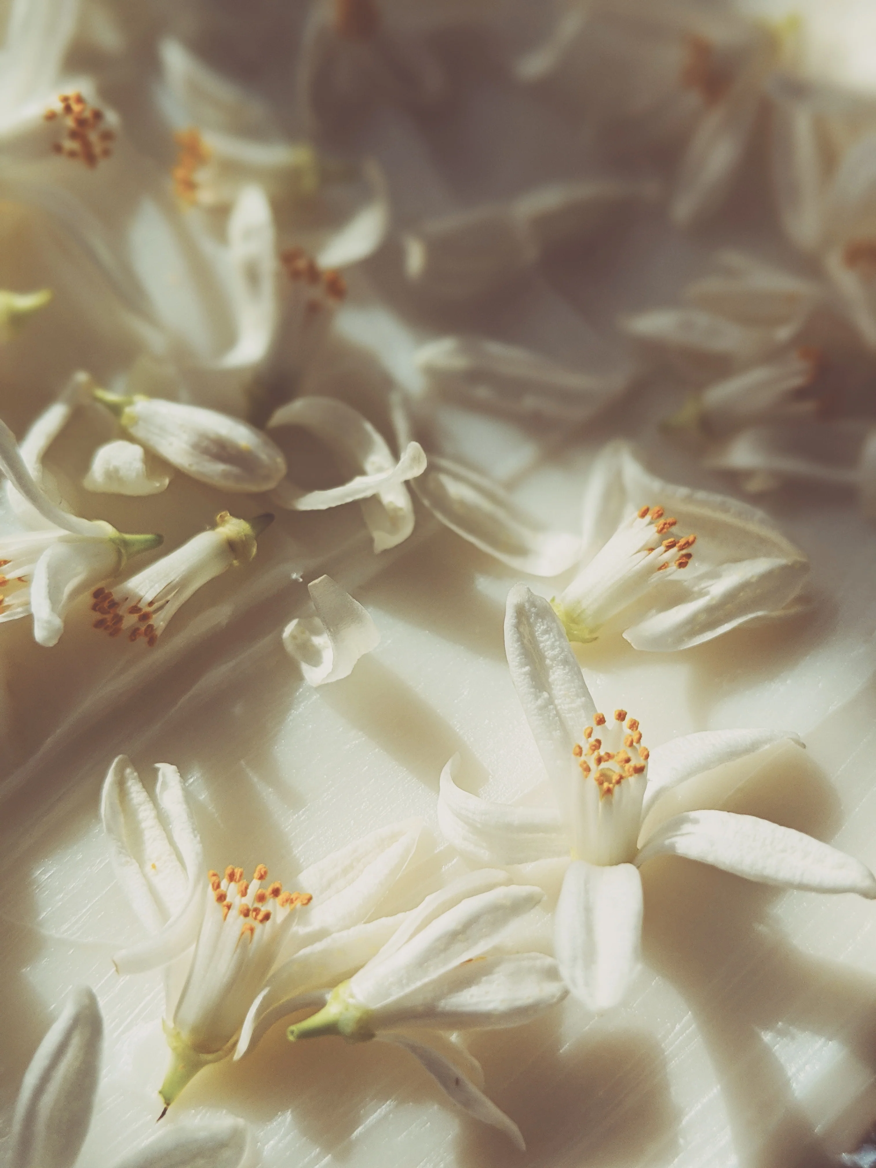 Orange Blossom Enfleurage. 2025. - Image 9