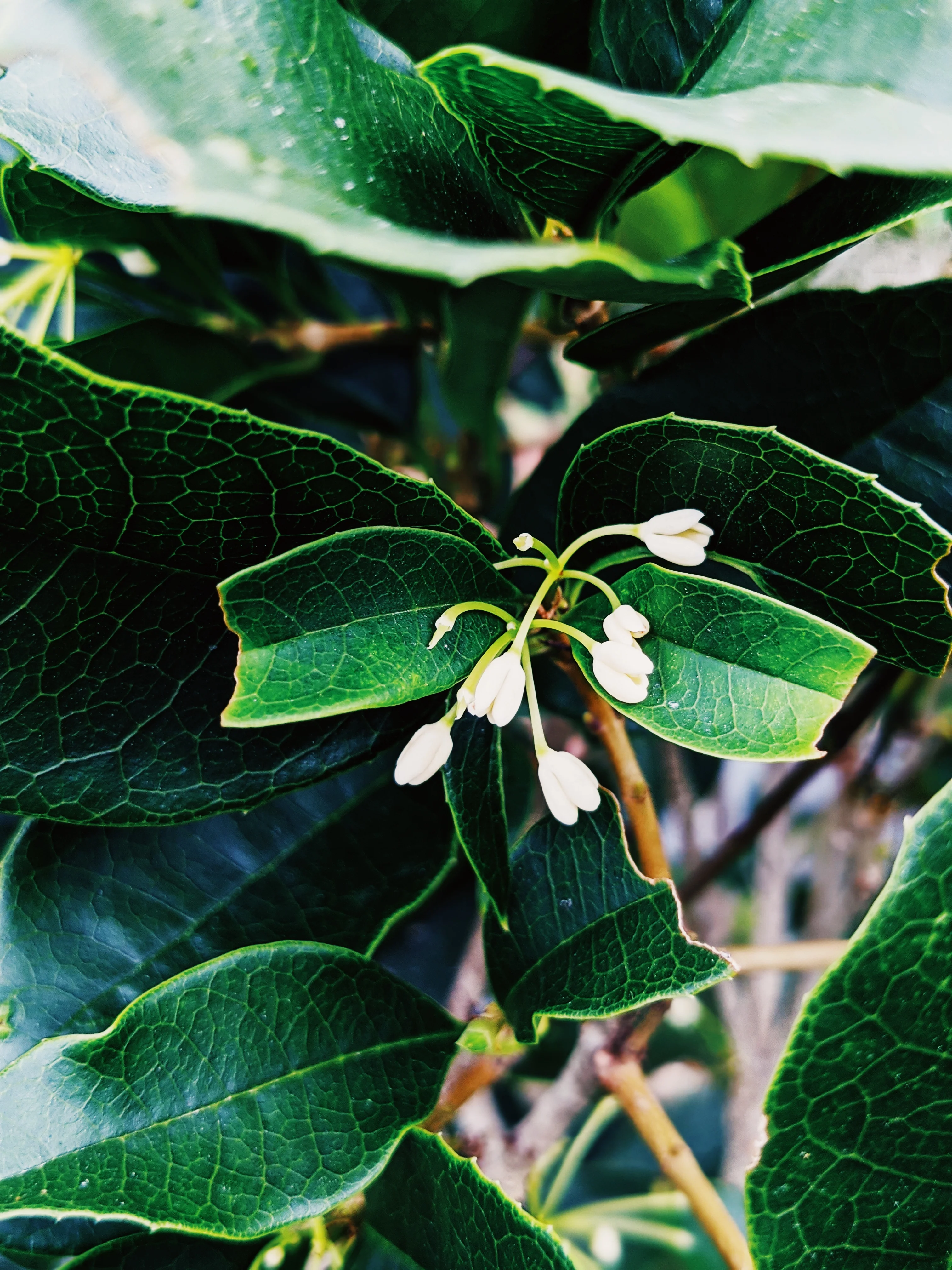 Osmanthus Enfleurage. - Image 17