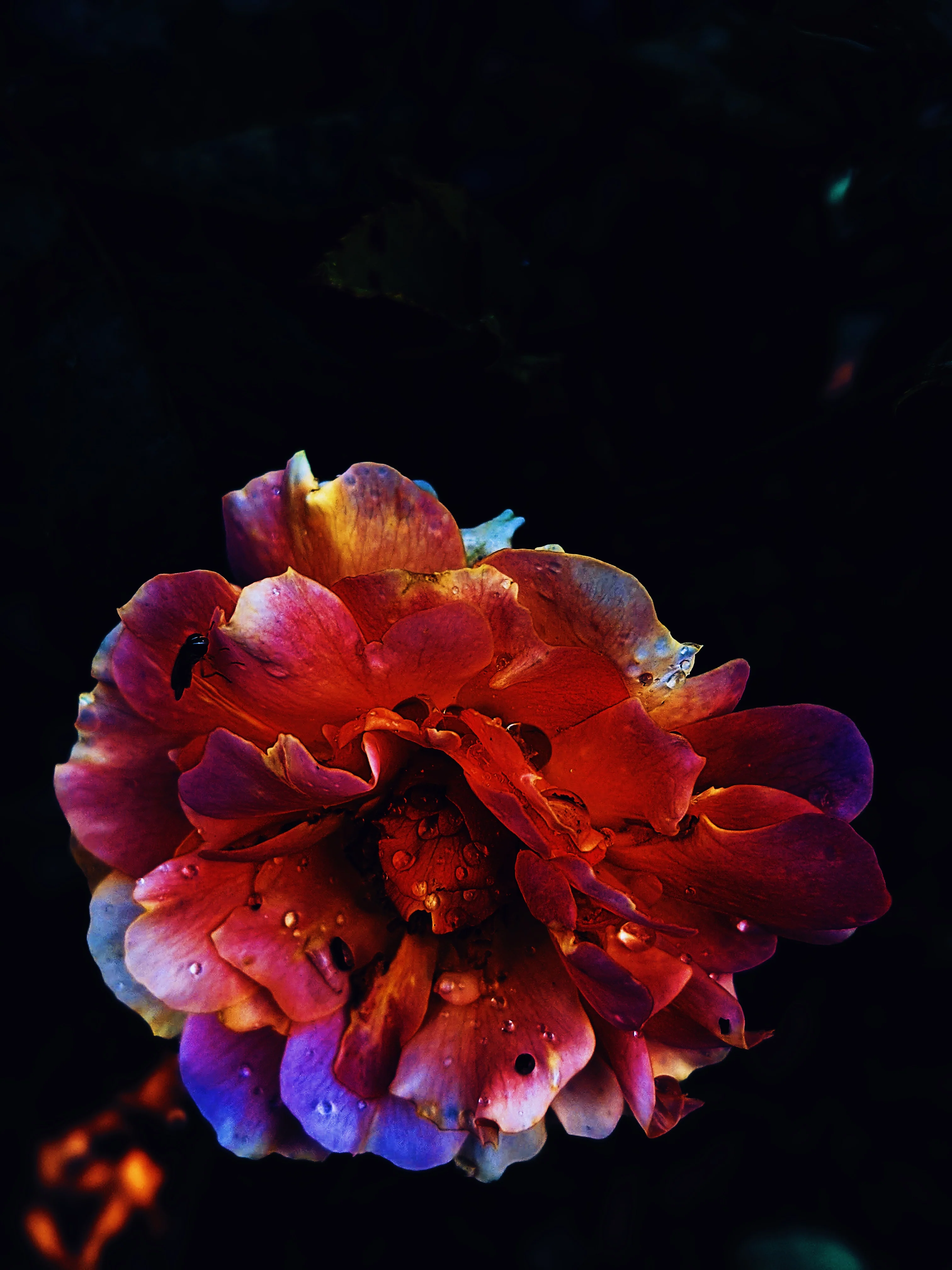 Peach Iris. enfleurage perfume. orris root, peach, rose, apricot, osmanthus, stephanotis. October 2023 - Image 17