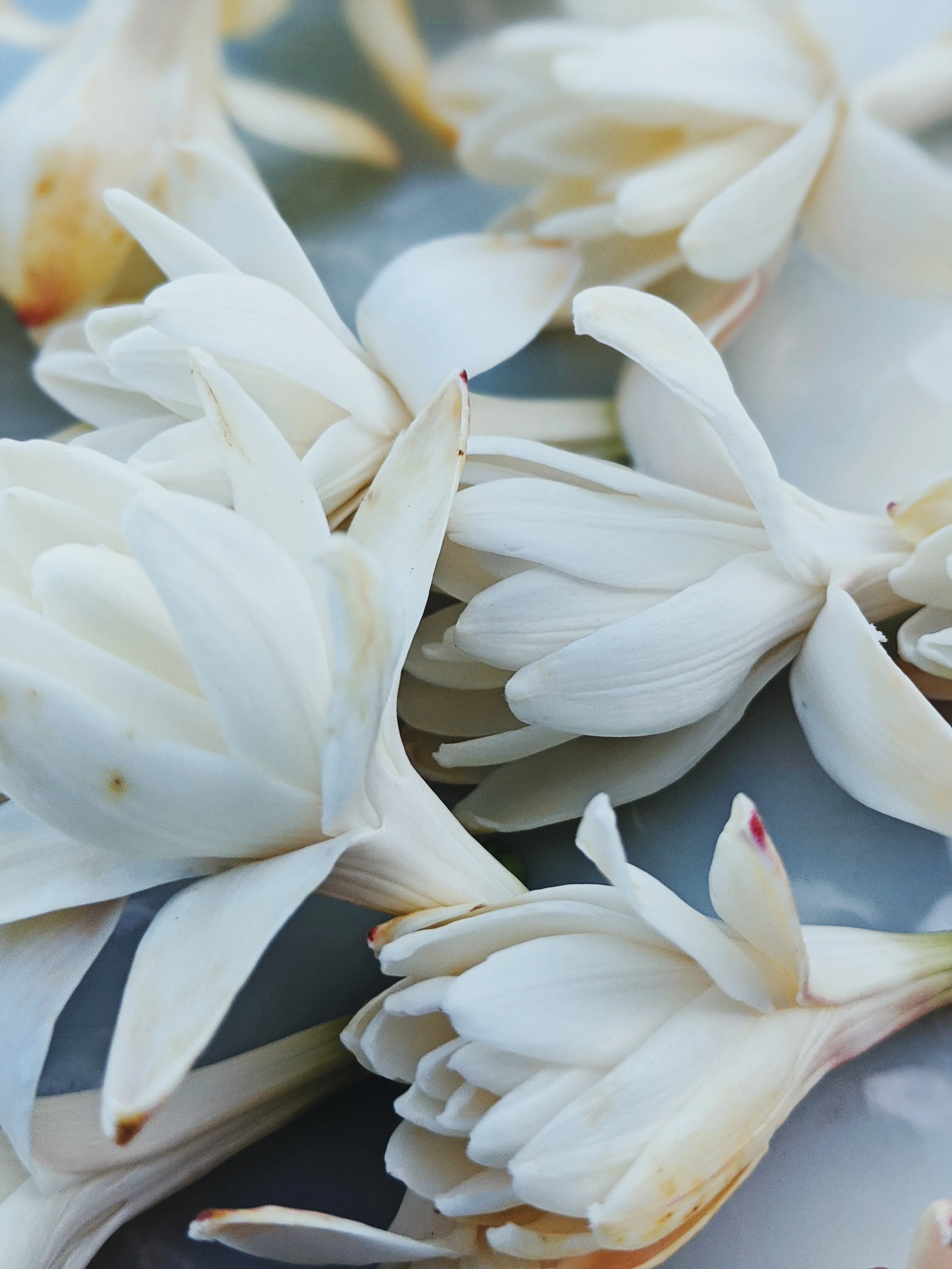 Peach Iris. enfleurage perfume. orris root, peach, rose, apricot, osmanthus, stephanotis. October 2023 - Image 9