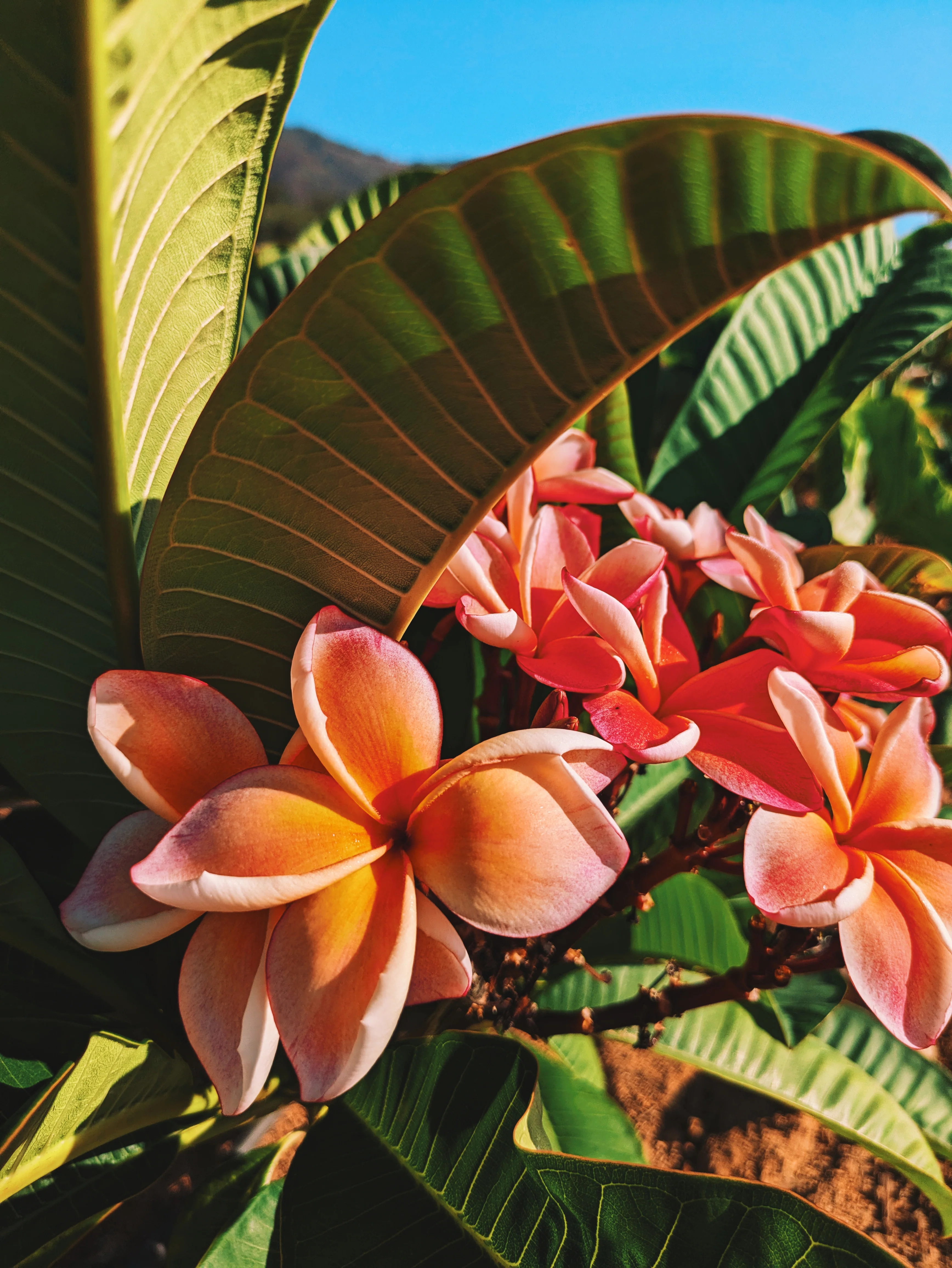 Peach Plumeria Enfleurage. Made exclusively with the flowers from a peach scented plumeria cultivar grown in the Wild Veil Perfume gardens in volcanic soil. Summer 2024. - Image 4