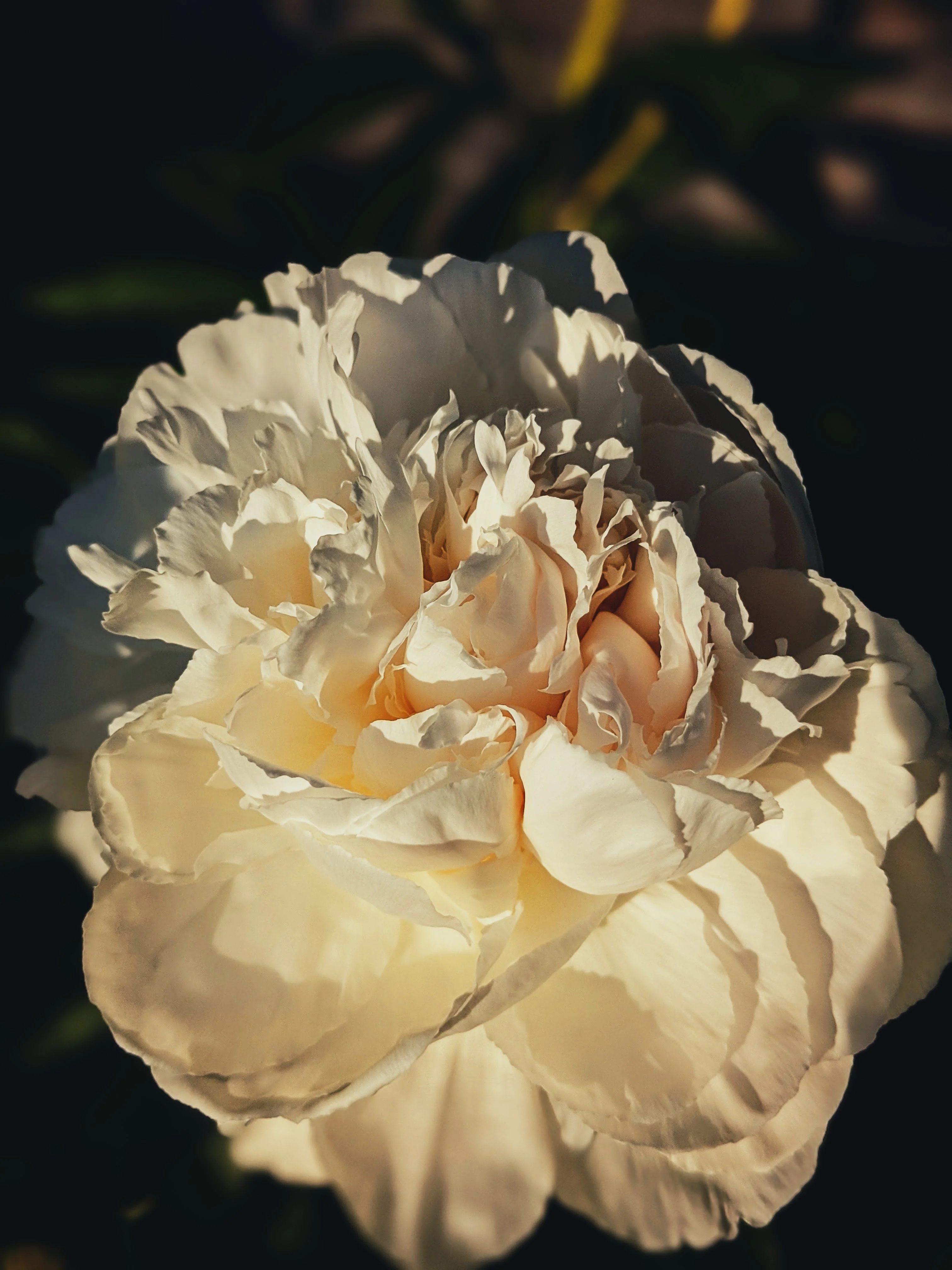 Peony Enfleurage June 2021, Central Vermont. - Image 14