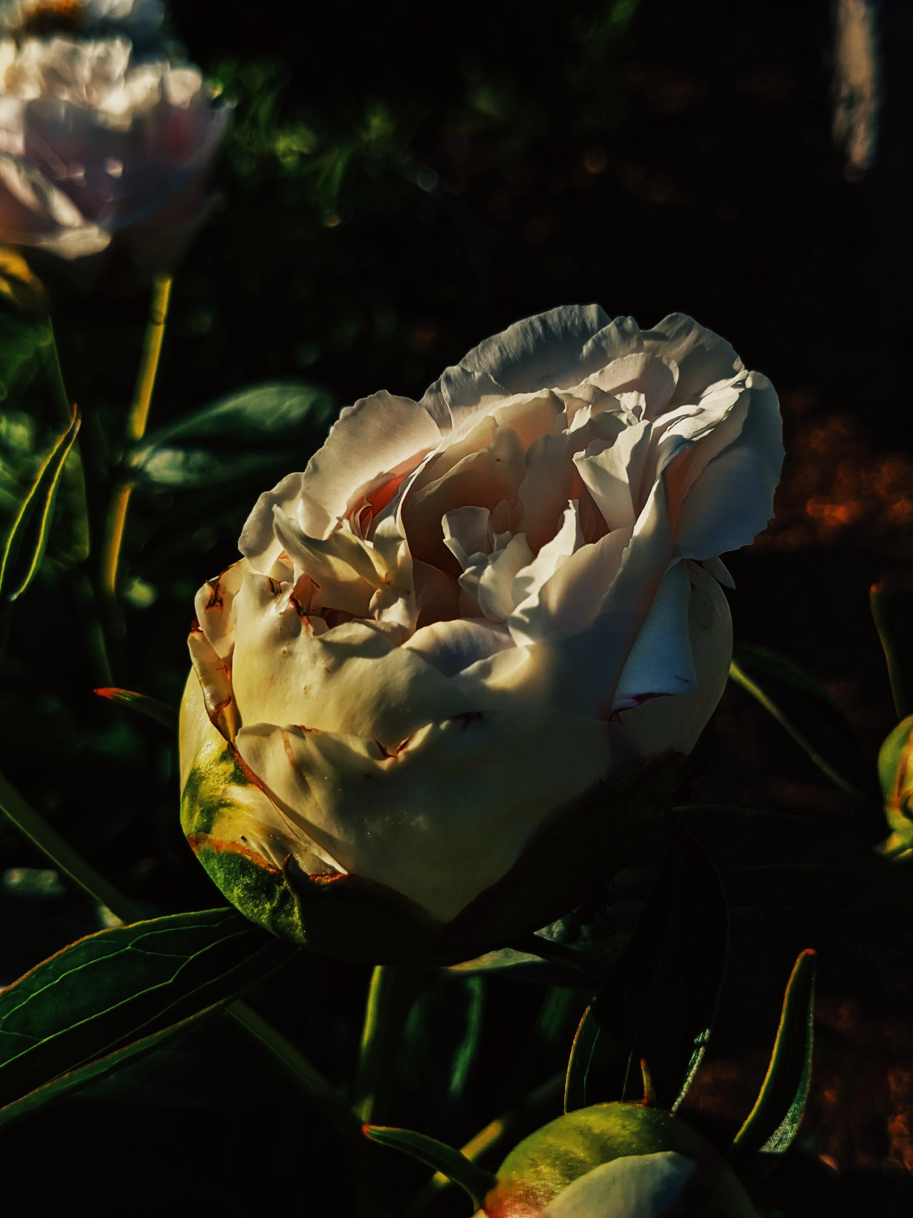 Peony Enfleurage June 2021, Central Vermont. - Image 17