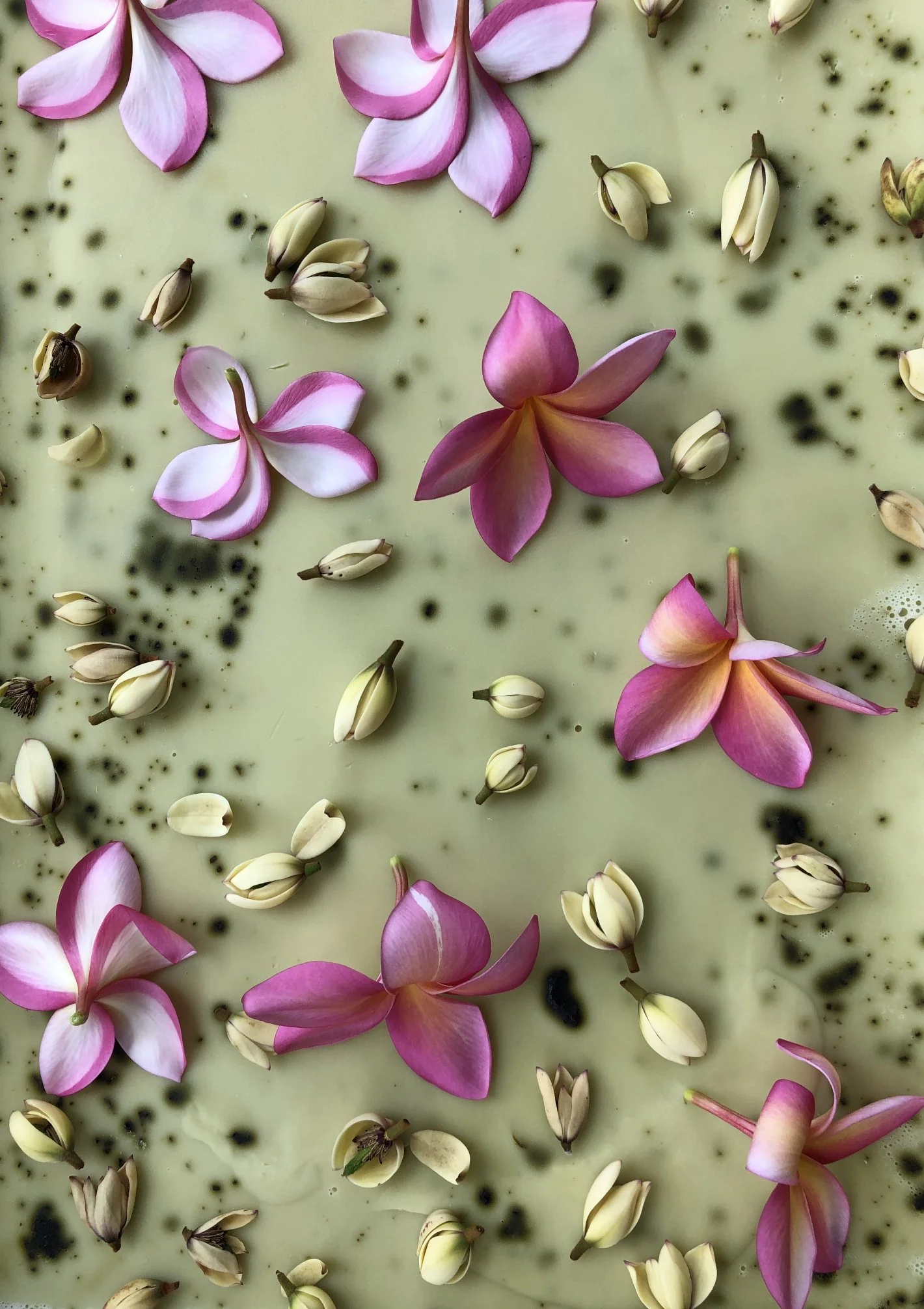 Plumeria, Banana Magnolia and Seogwang Tea Enfleurage. - Image 7