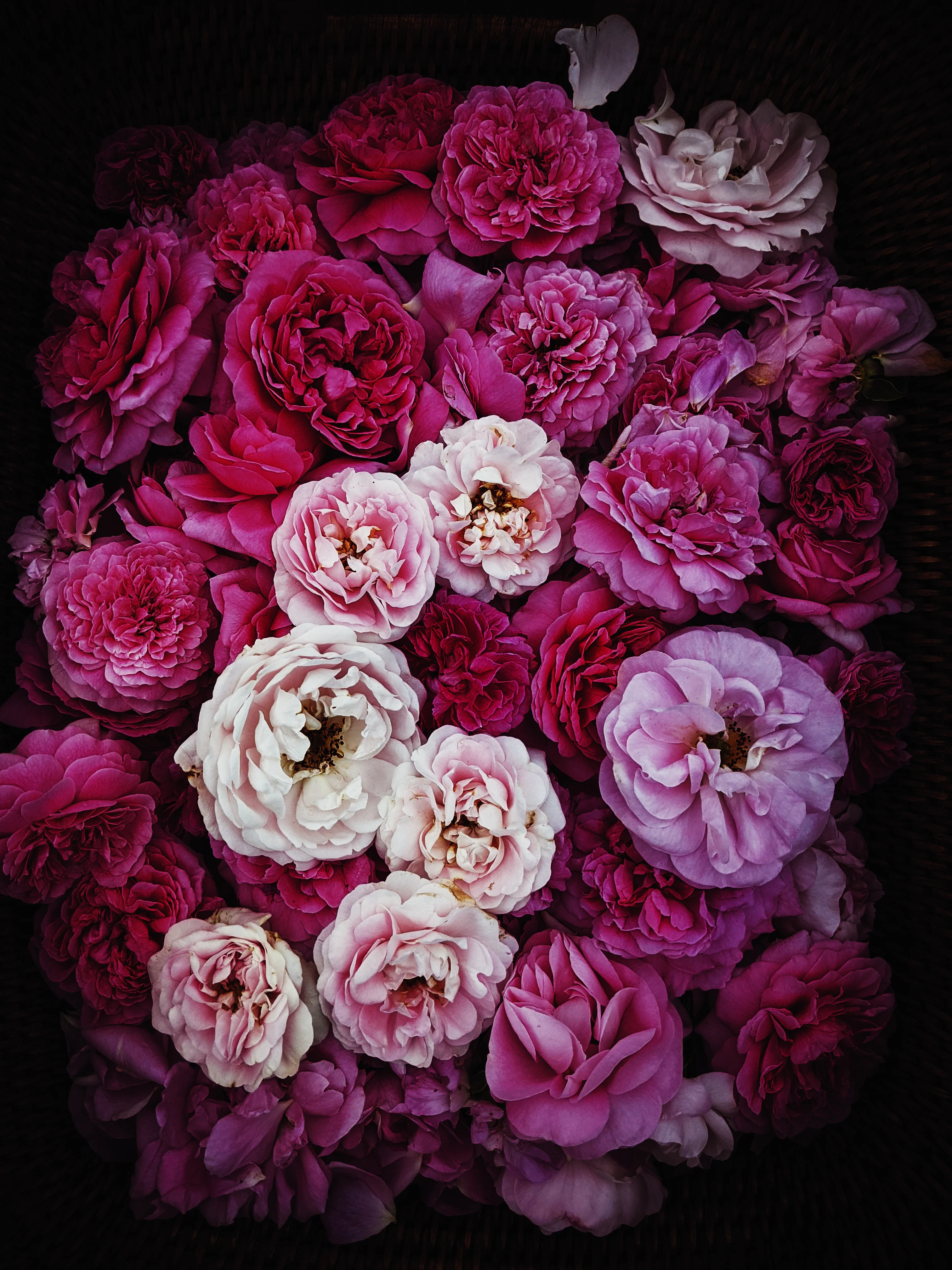 Rose Red. natural perfume. moroccan rose's juicy petals with white sage dust. lapsang souchong smoke, naga resin, dominican sage. May 2023 - Image 6
