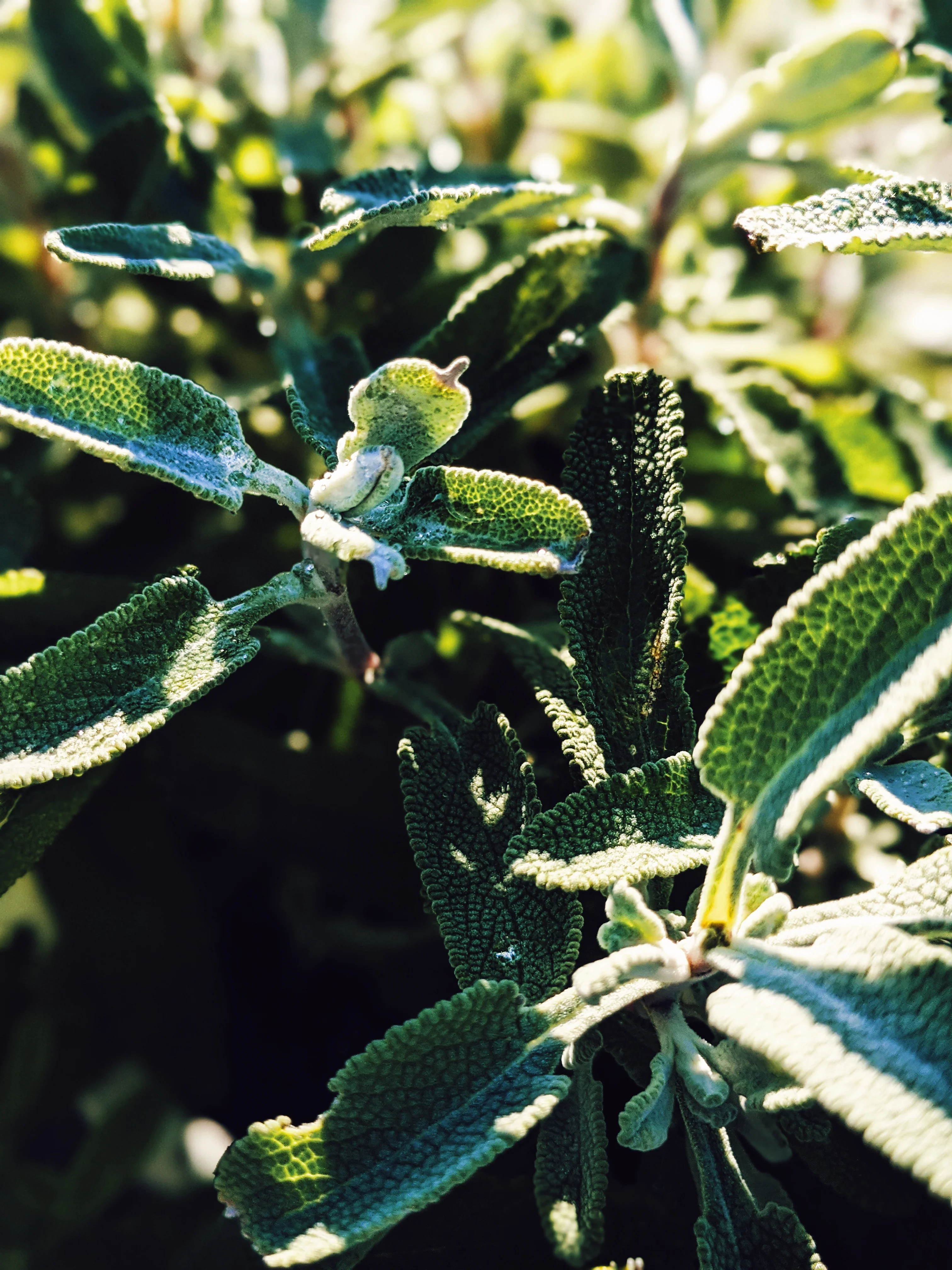 Sage Scrub. Natural perfume fixative. Homegrown white, baja, and black sages and chaparral. - Image 19