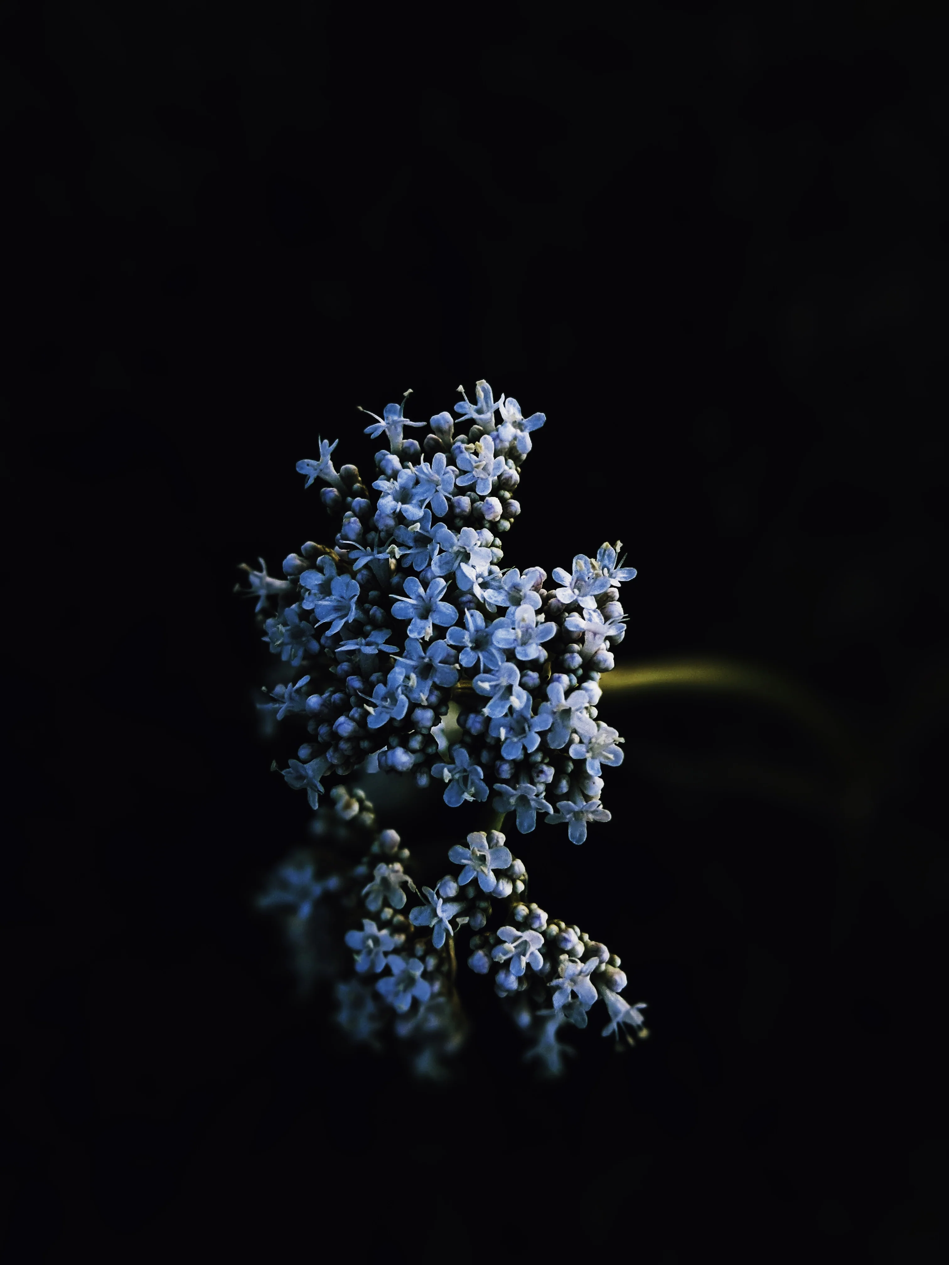 Sleeping Beauty. natural perfume. pale basil. feral in sleep, a honeycomb shroud. March 2023 - Image 14