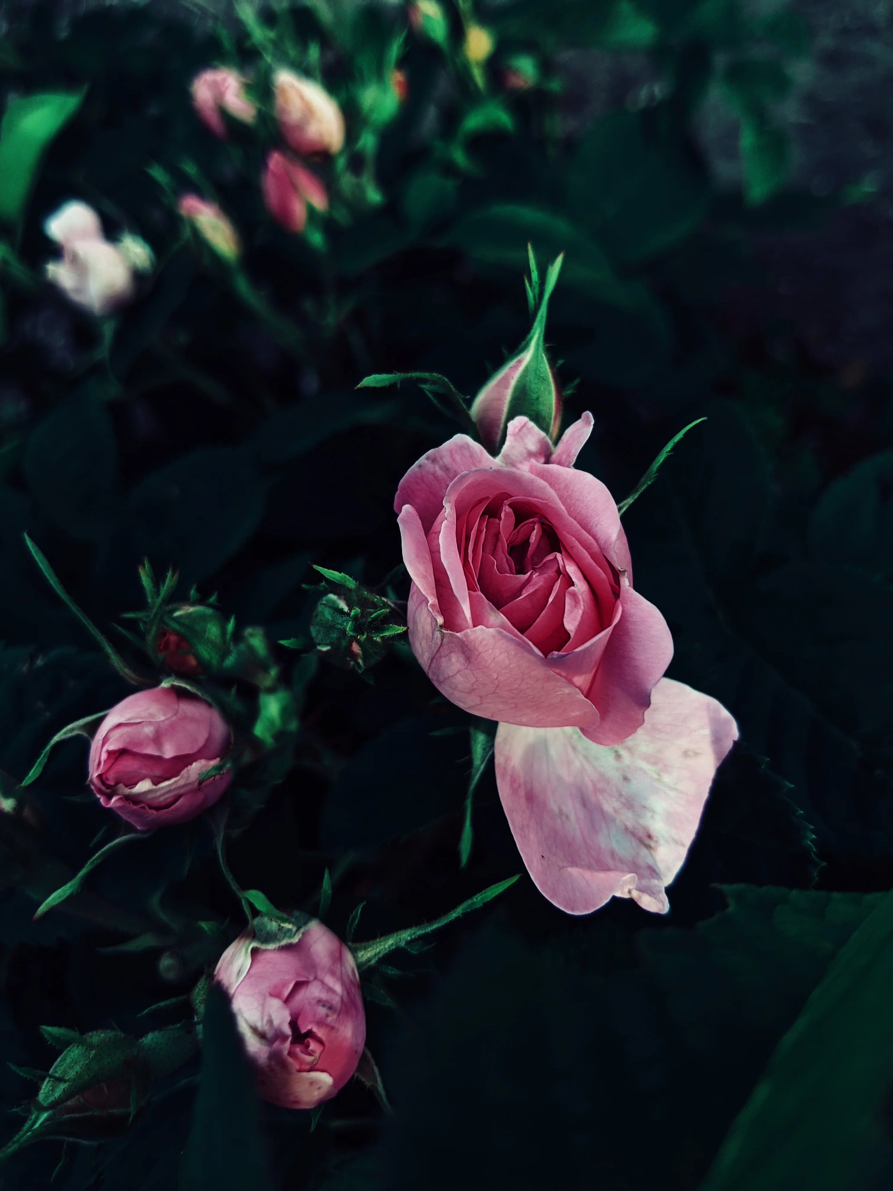 Sleeping Beauty. natural perfume. pale basil. feral in sleep, a honeycomb shroud. March 2023 - Image 19
