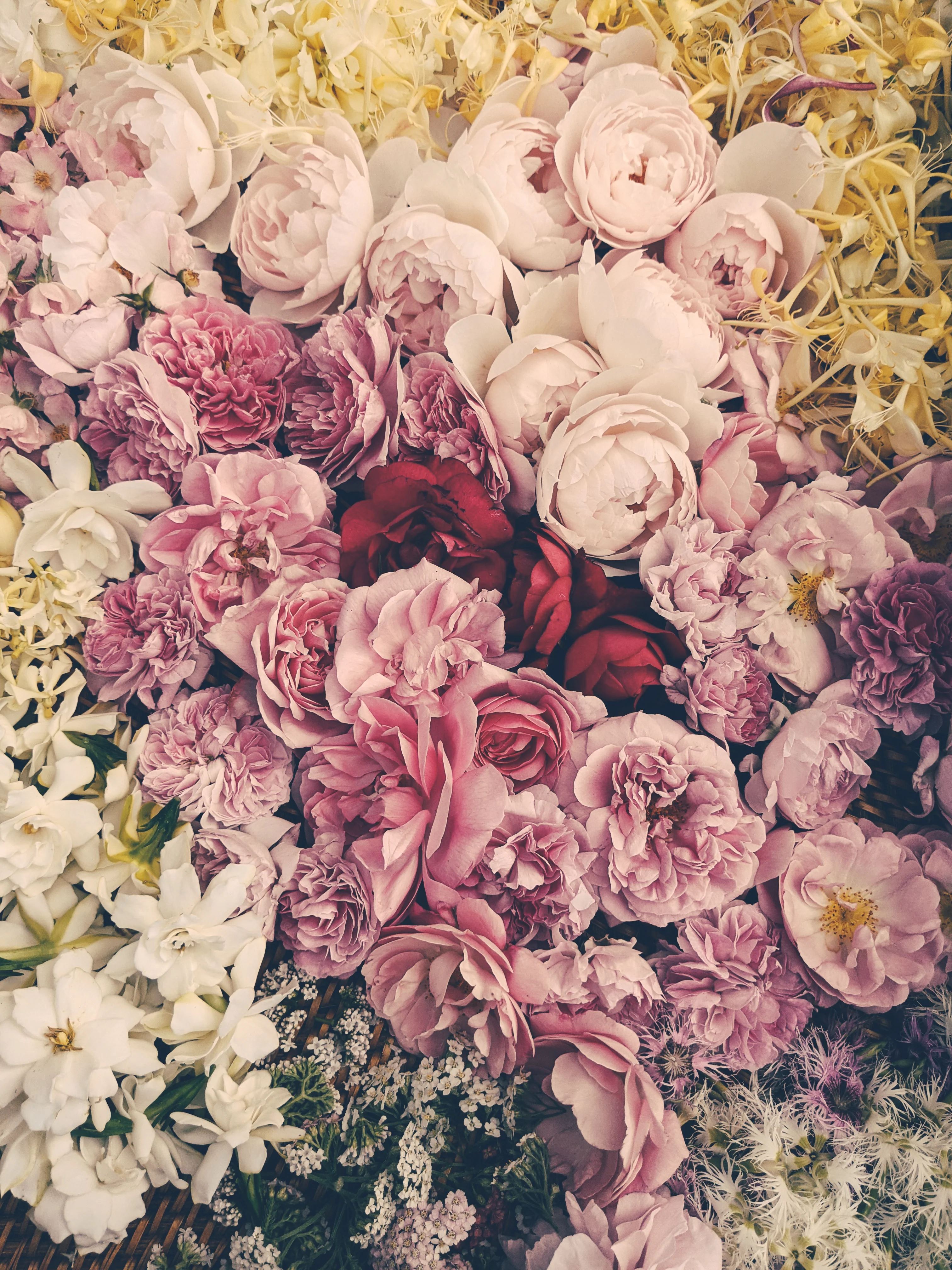 Sleeping Beauty. natural perfume. pale basil. feral in sleep, a honeycomb shroud. March 2023 - Image 4